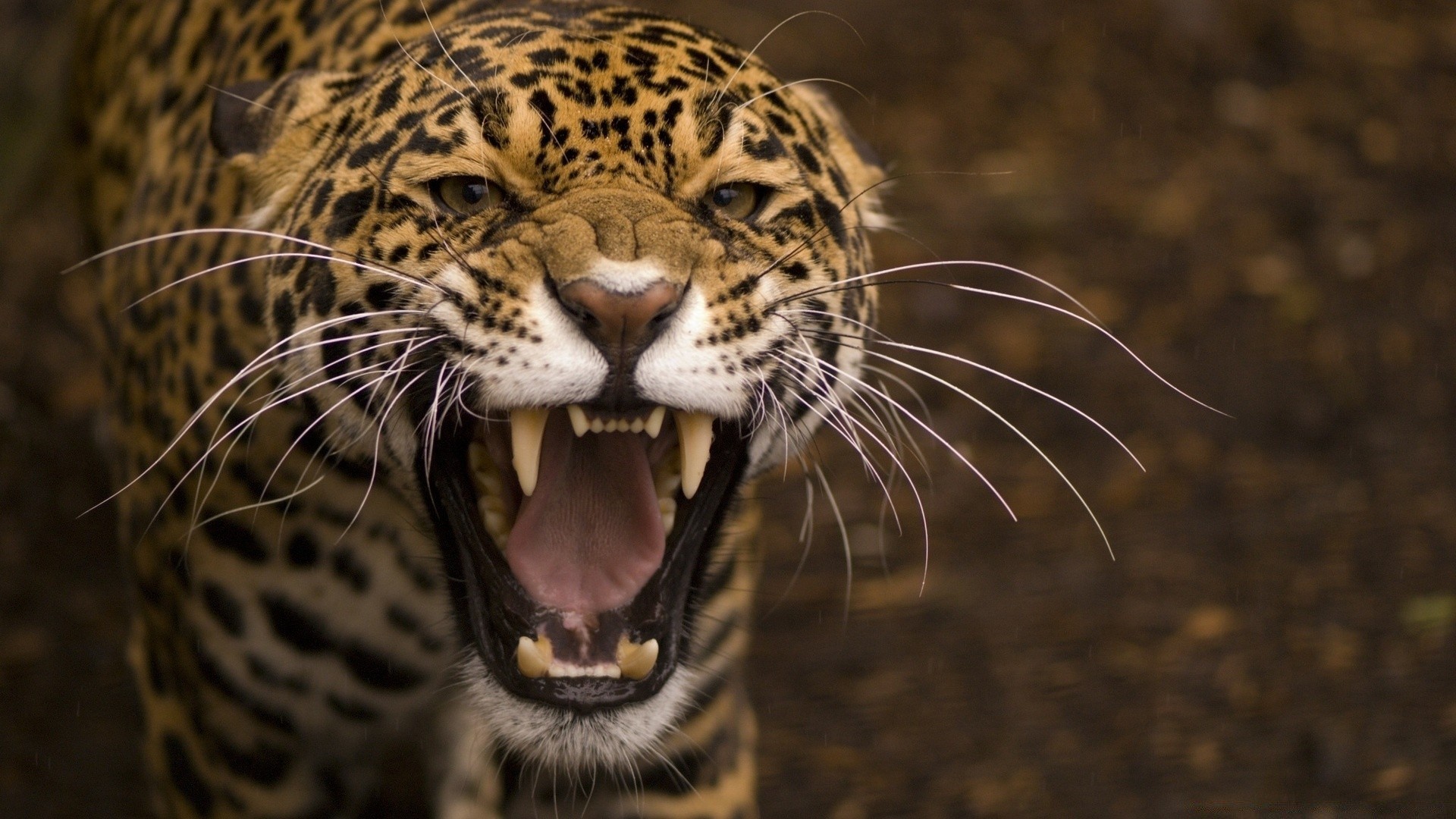 zwierzęta kot przyroda ssak zwierzę drapieżnik zoo tygrys lampart portret myśliwy safari natura dżungla futro niebezpieczeństwo dzikie oko agresja