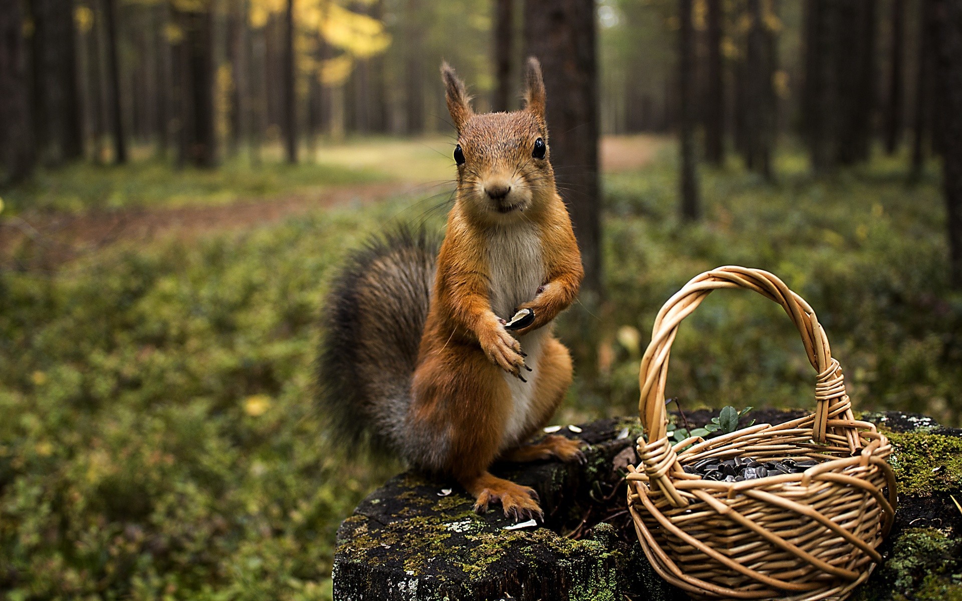 animals mammal nature wood outdoors wildlife fur rodent cute animal wild