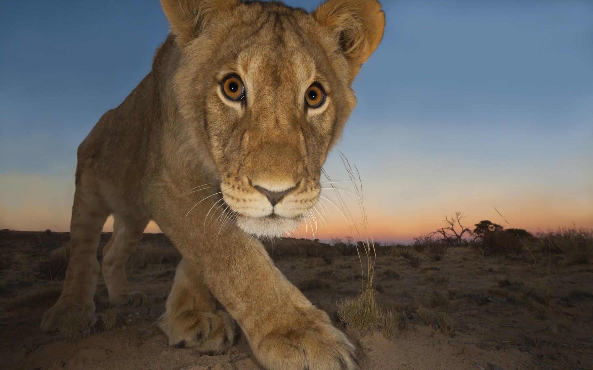 animaux faune mammifère chat lion safari animal sauvage nature