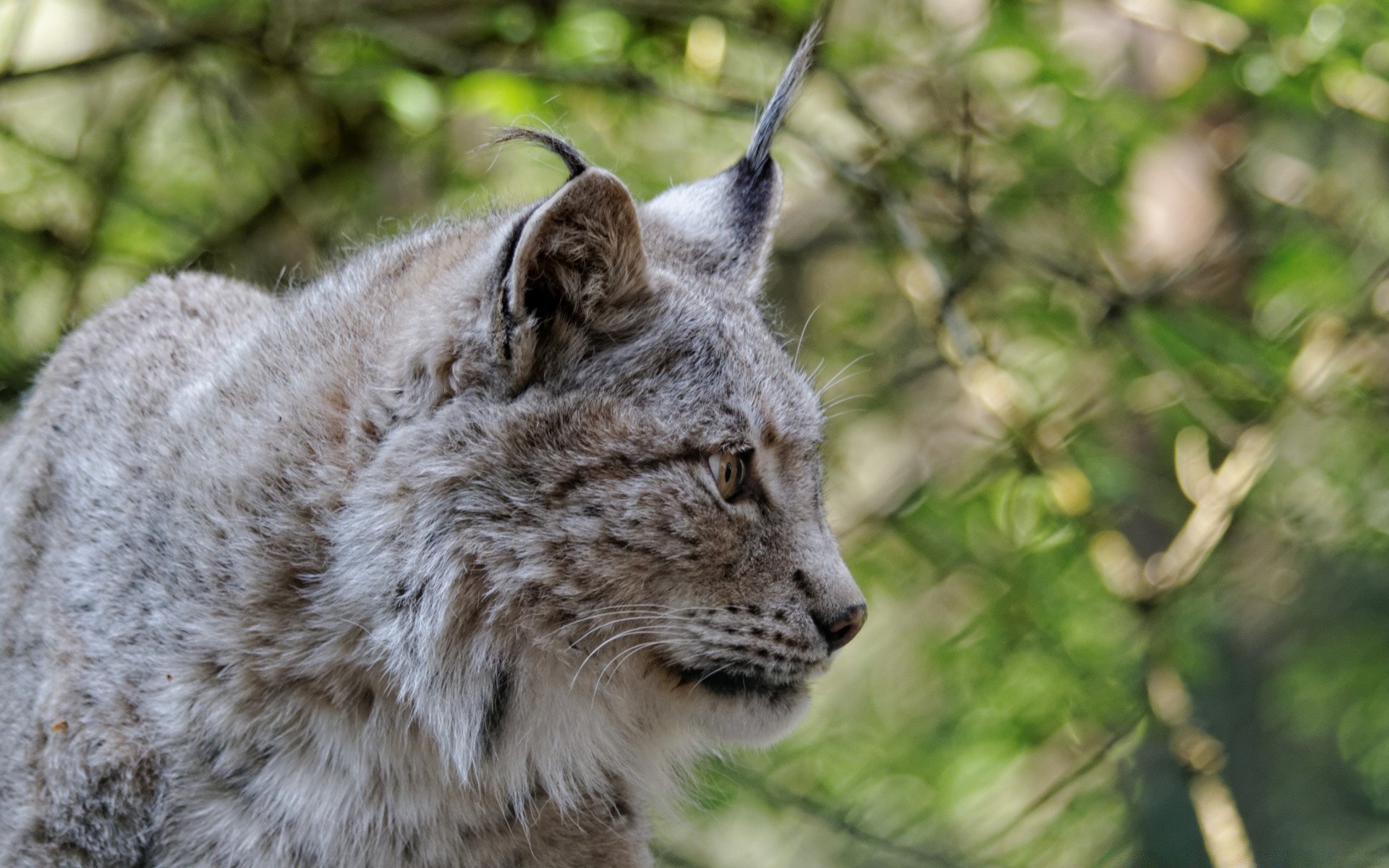 animais vida selvagem natureza mamífero gato animal selvagem predador pele comedor de carne caçador ao ar livre jardim zoológico retrato madeira lince ameaçado de extinção grande árvore