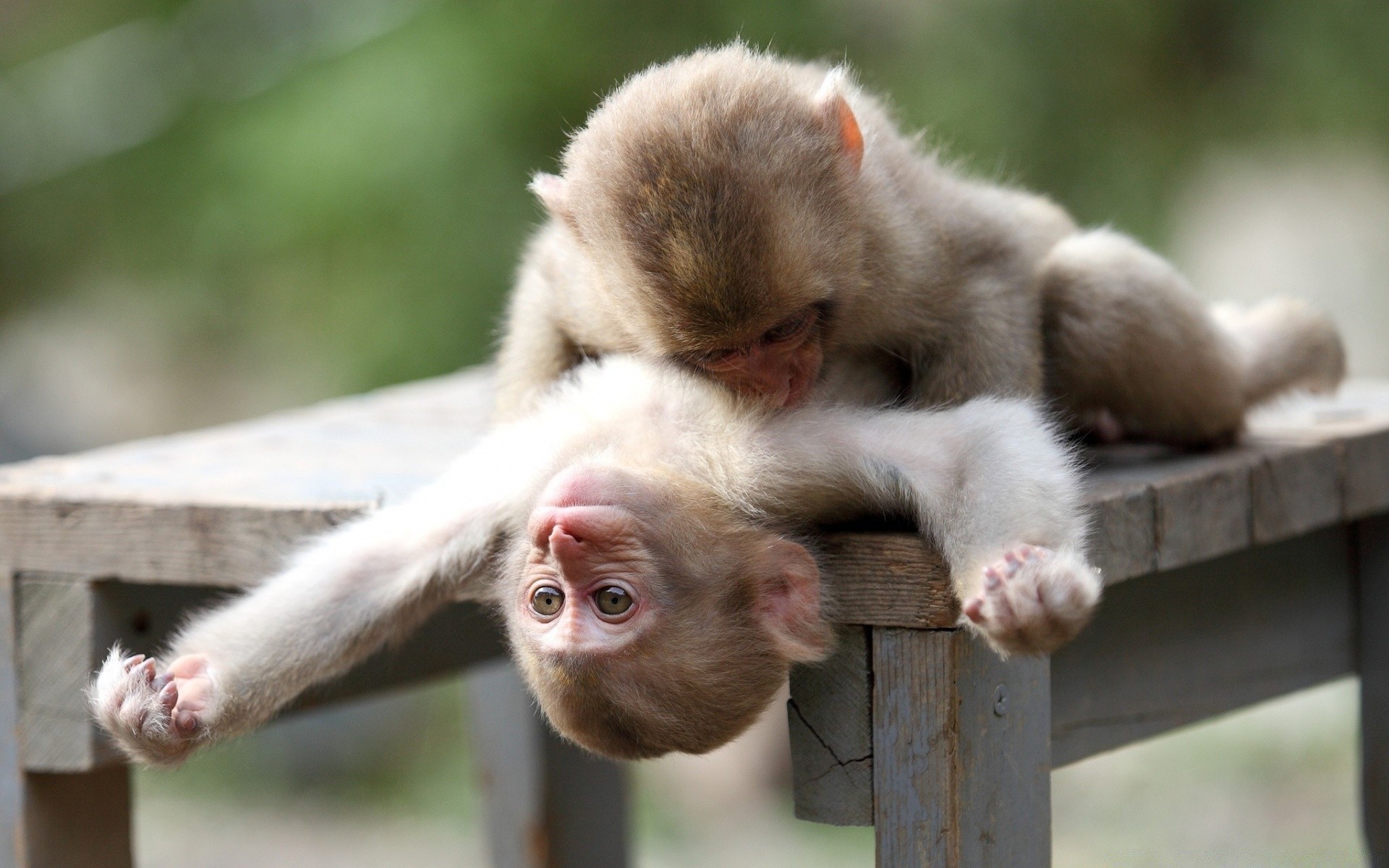 animais mamífero macaco animal fofa natureza primogênito retrato pequeno vida selvagem criança pele jovem careta jardim zoológico engraçado madeira família procurar selvagem