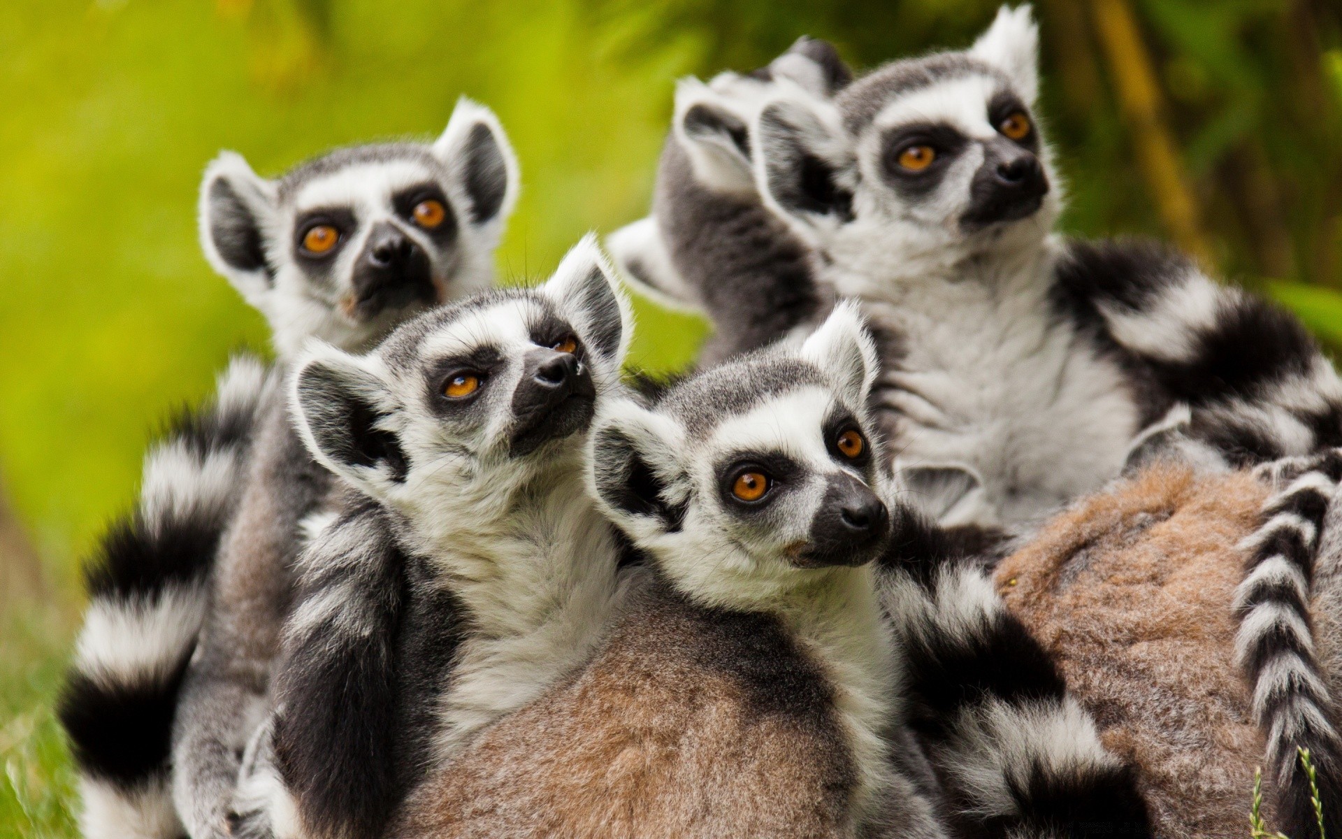 tiere säugetier niedlich tier tierwelt lemur vorsteher natur affe fell porträt