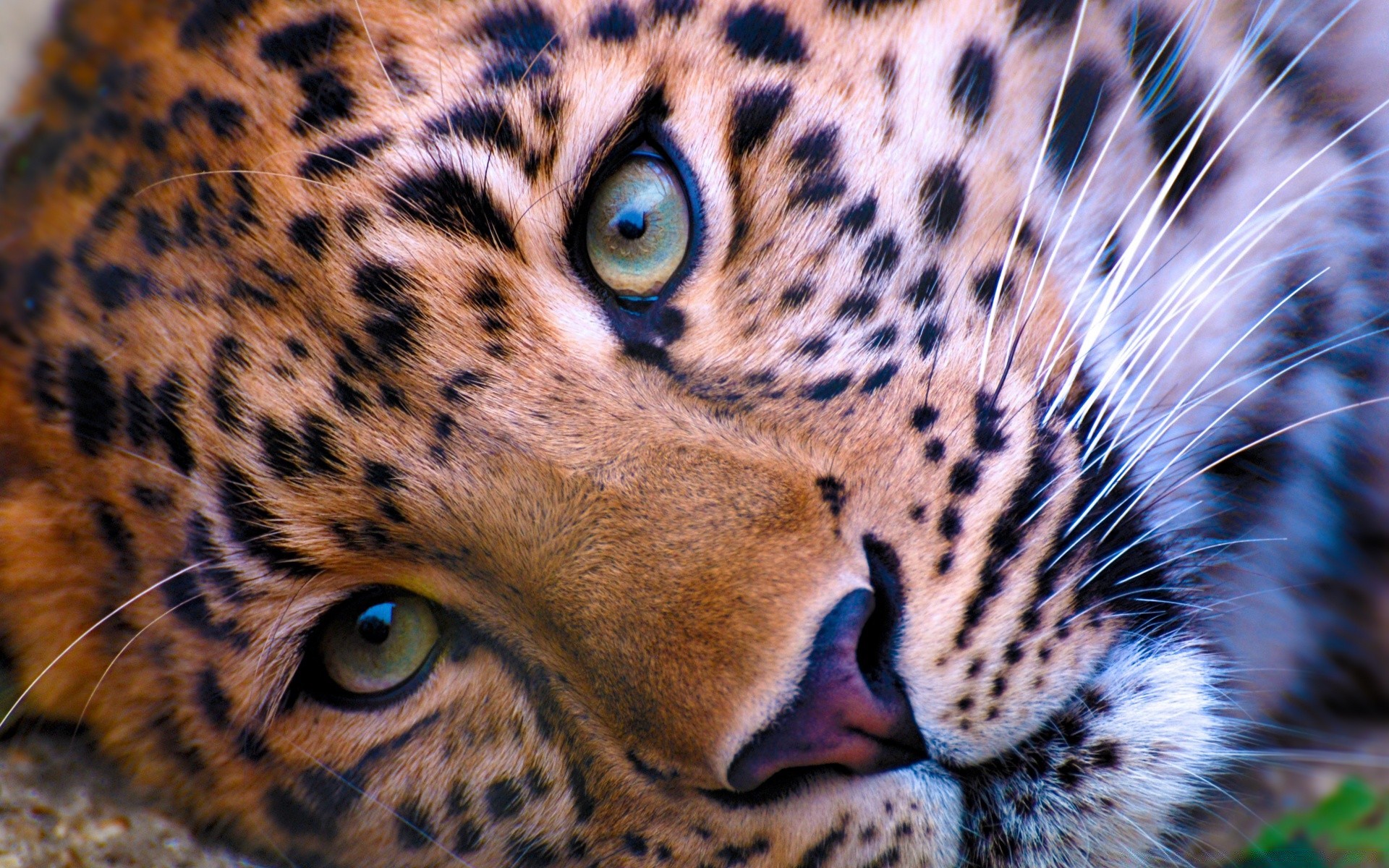 animais gato leopardo vida selvagem jardim zoológico mamífero predador animal pele tigre caçador natureza grande chita safari olho pantera comedor de carne retrato selva selvagem