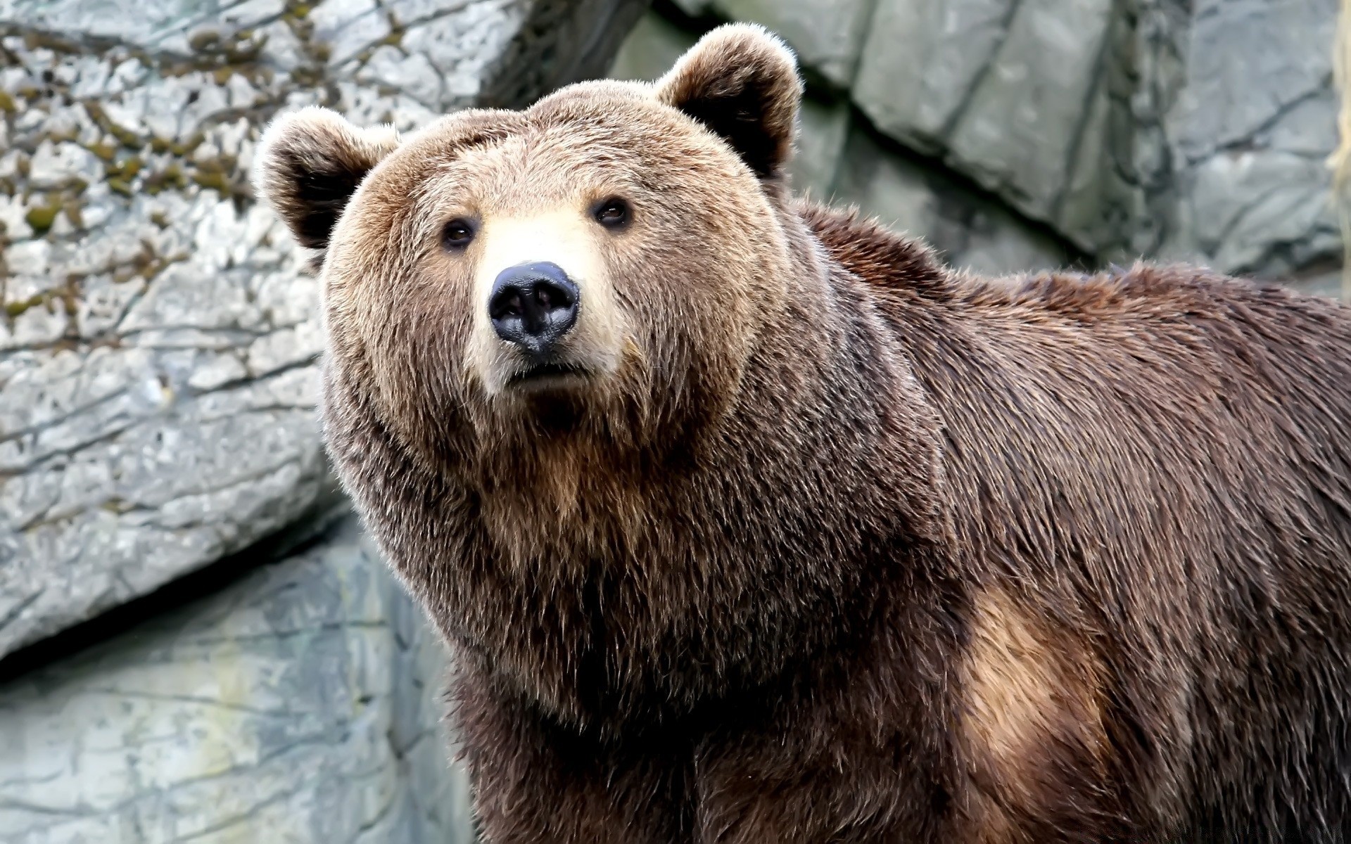 animaux mammifère la faune la nature animal sauvage fourrure prédateur à l extérieur grizzly danger zoo mangeur de viande bois puissance