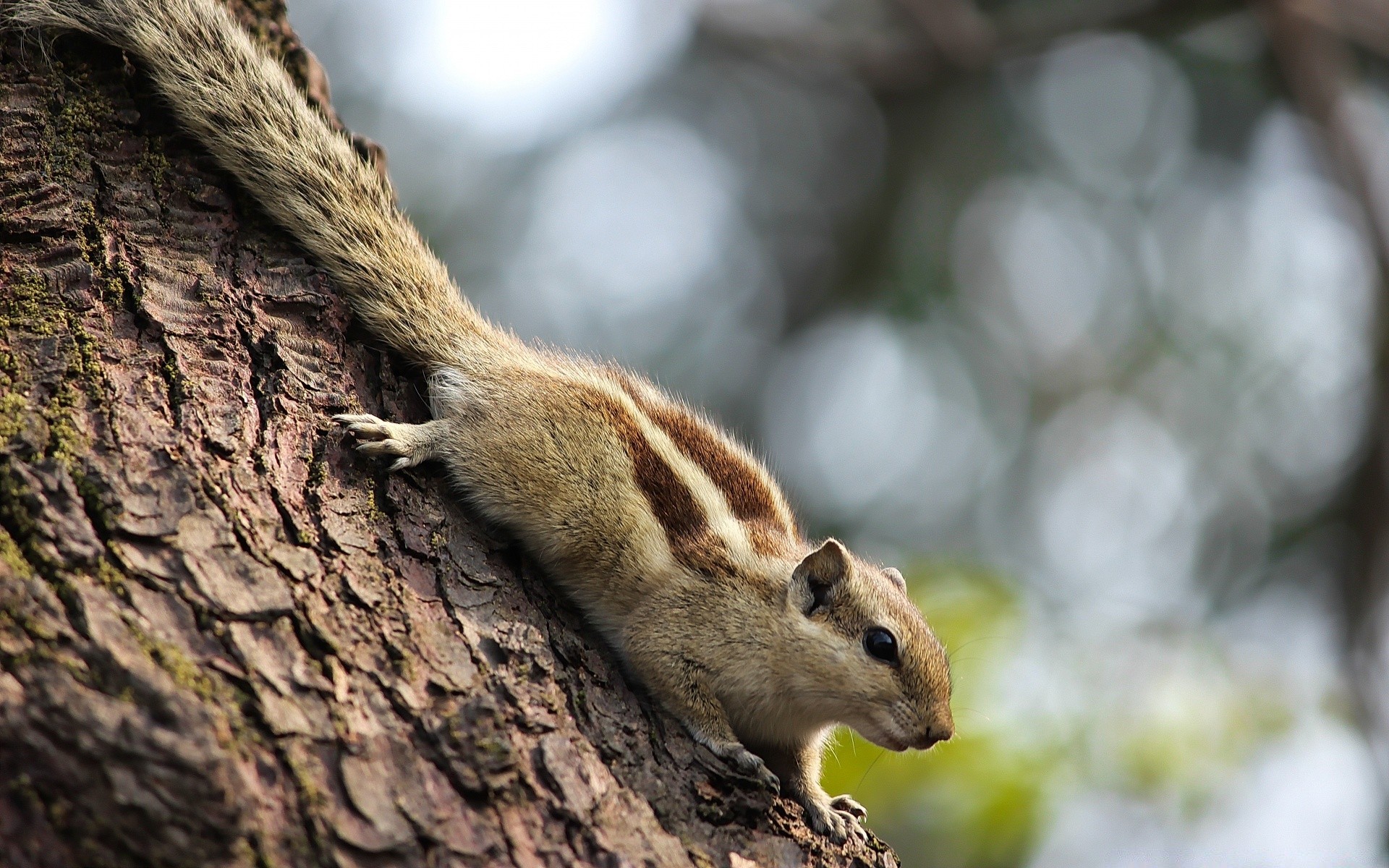 animales vida silvestre ardilla mamífero naturaleza roedor lindo madera árbol animal pequeño al aire libre pelaje retrato salvaje tuerca ardilla parque