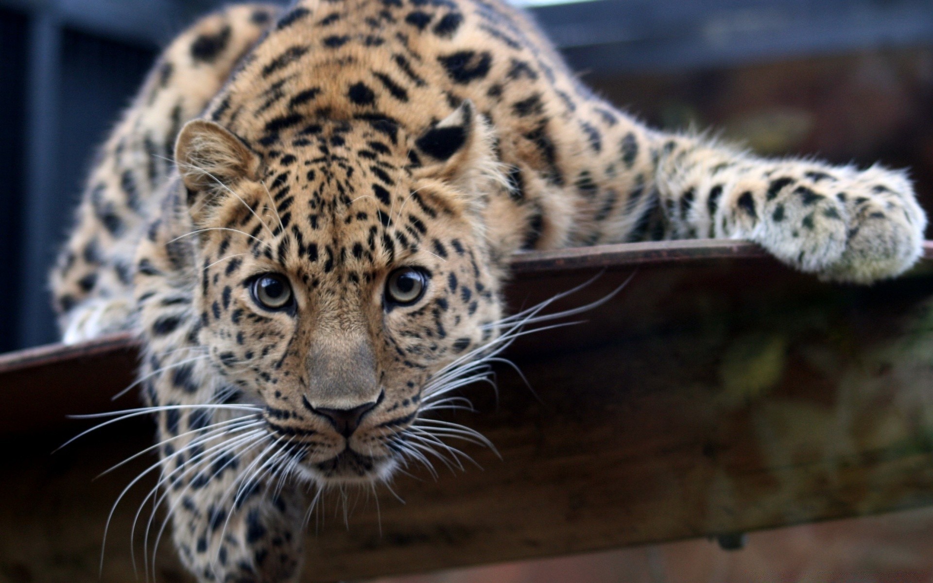 zwierzęta kot dzika przyroda ssak lampart drapieżnik zwierzę zoo mięsożerca dziki myśliwy safari natura niebezpieczeństwo duży futro tygrys