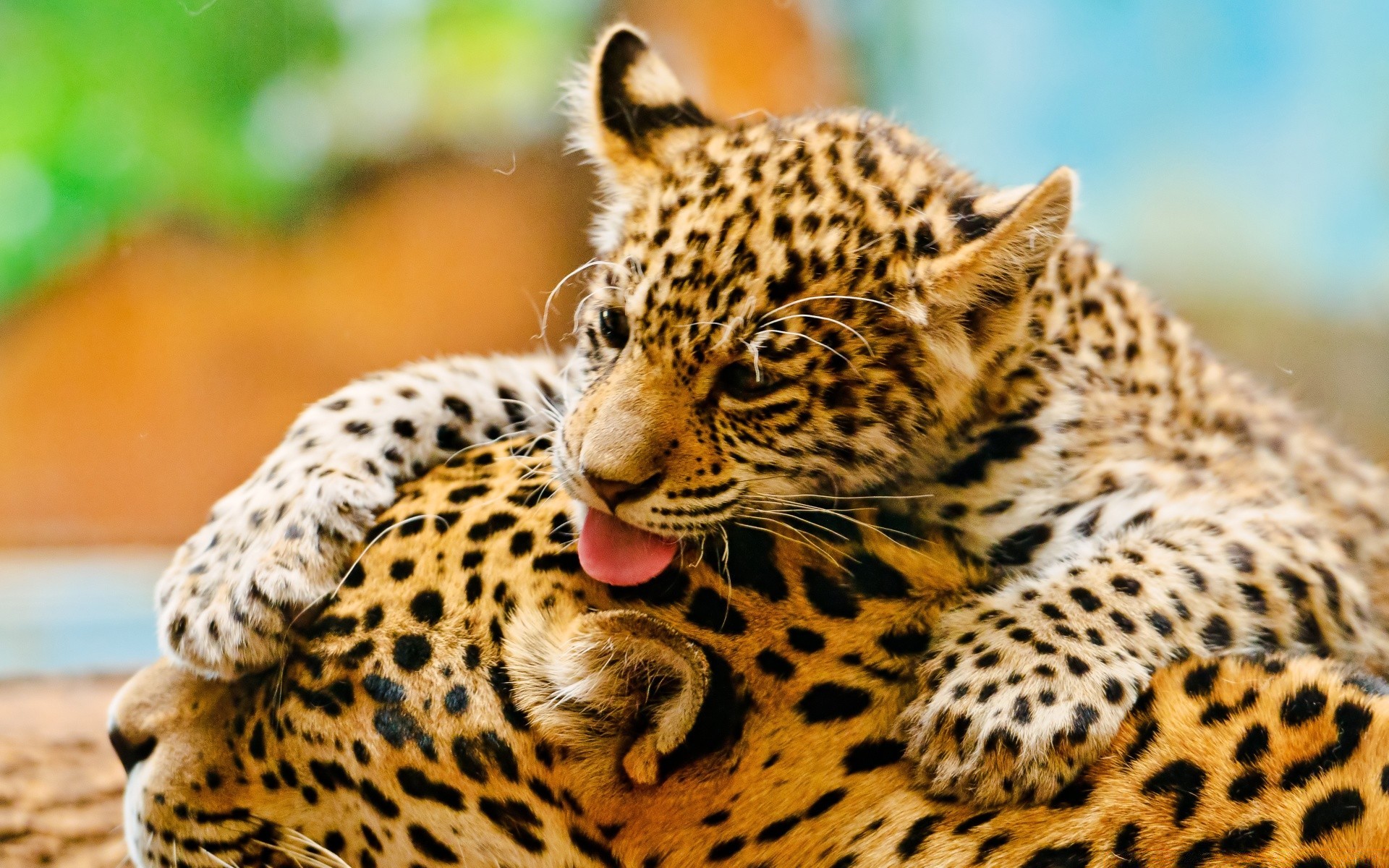 animaux chat faune mammifère léopard fourrure prédateur zoo animal nature guépard sauvage chasseur mangeur de viande oeil