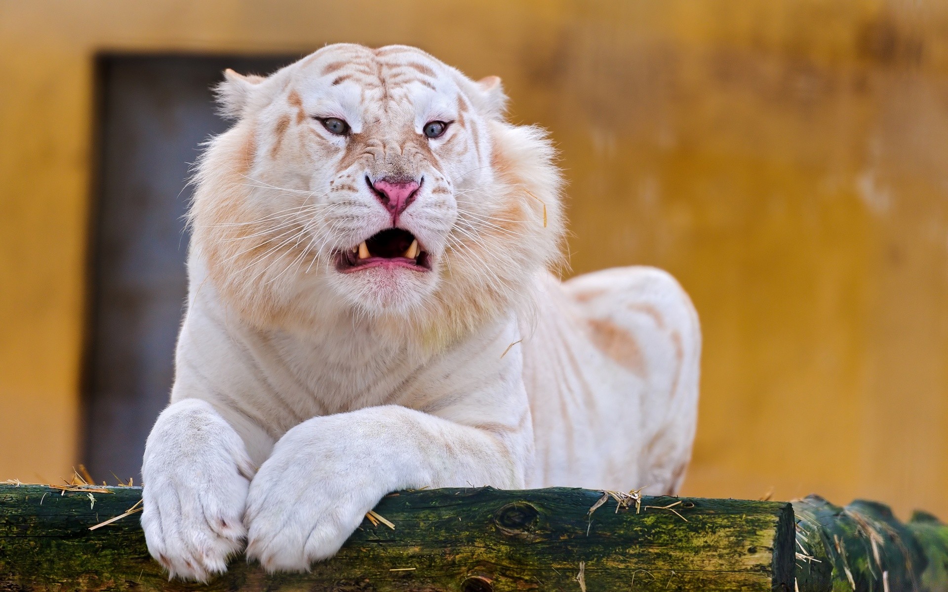 animali animale mammifero natura fauna selvatica gatto zoo selvaggio ritratto pelliccia predatore erba