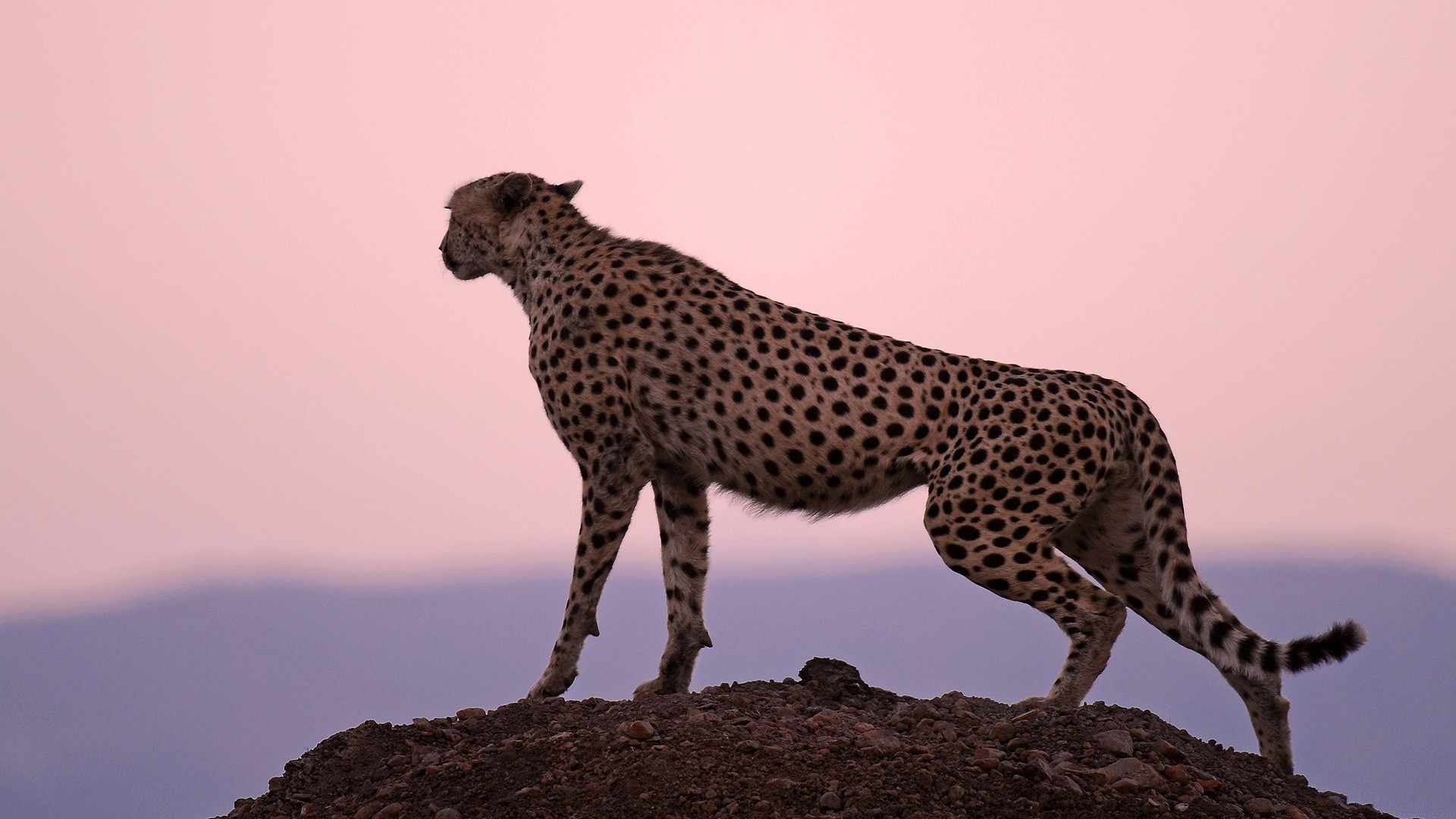 hayvanlar yaban hayatı memeli kedi safari çita leopar hayvan vahşi doğa hayvanat bahçesi yırtıcı hayvan