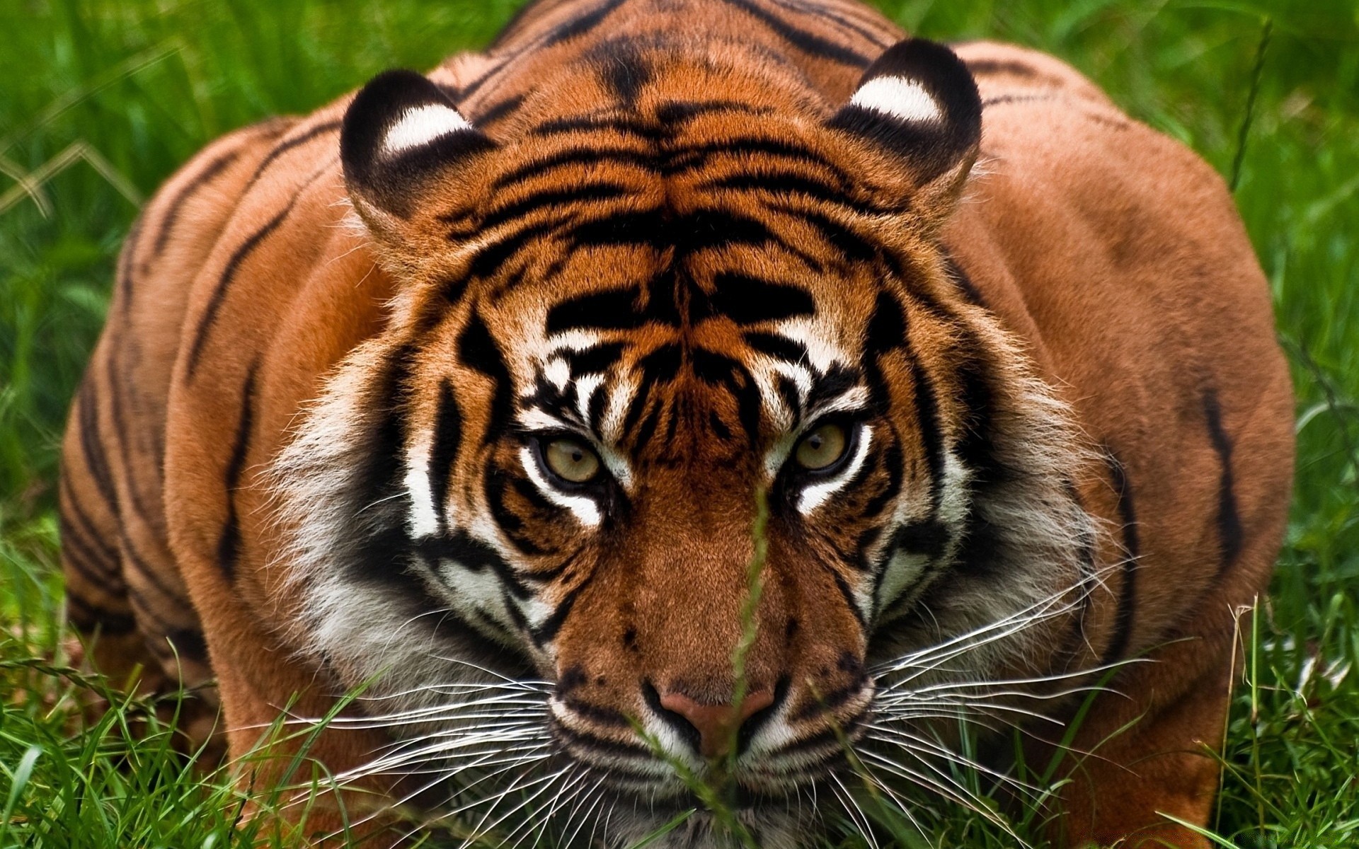 zwierzęta przyroda tygrys kot drapieżnik zwierzę ssak dżungla zoo polowanie myśliwy dziki mięsożerca duży futro natura safari pasek głowa patrząc