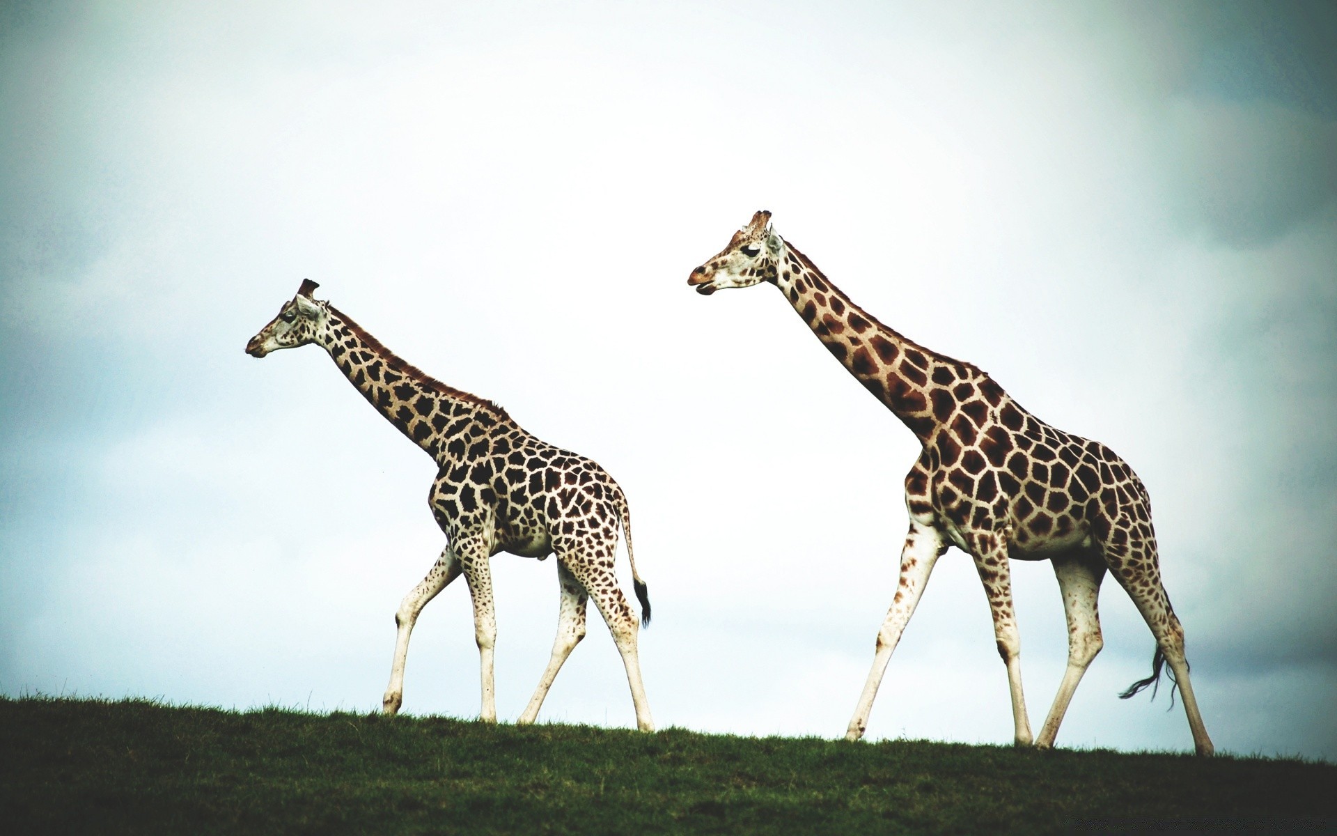 animaux girafe faune mammifère safari savane sauvage nature animal cou grand à l extérieur lumière du jour herbe long parc pâturage deux portrait vue latérale