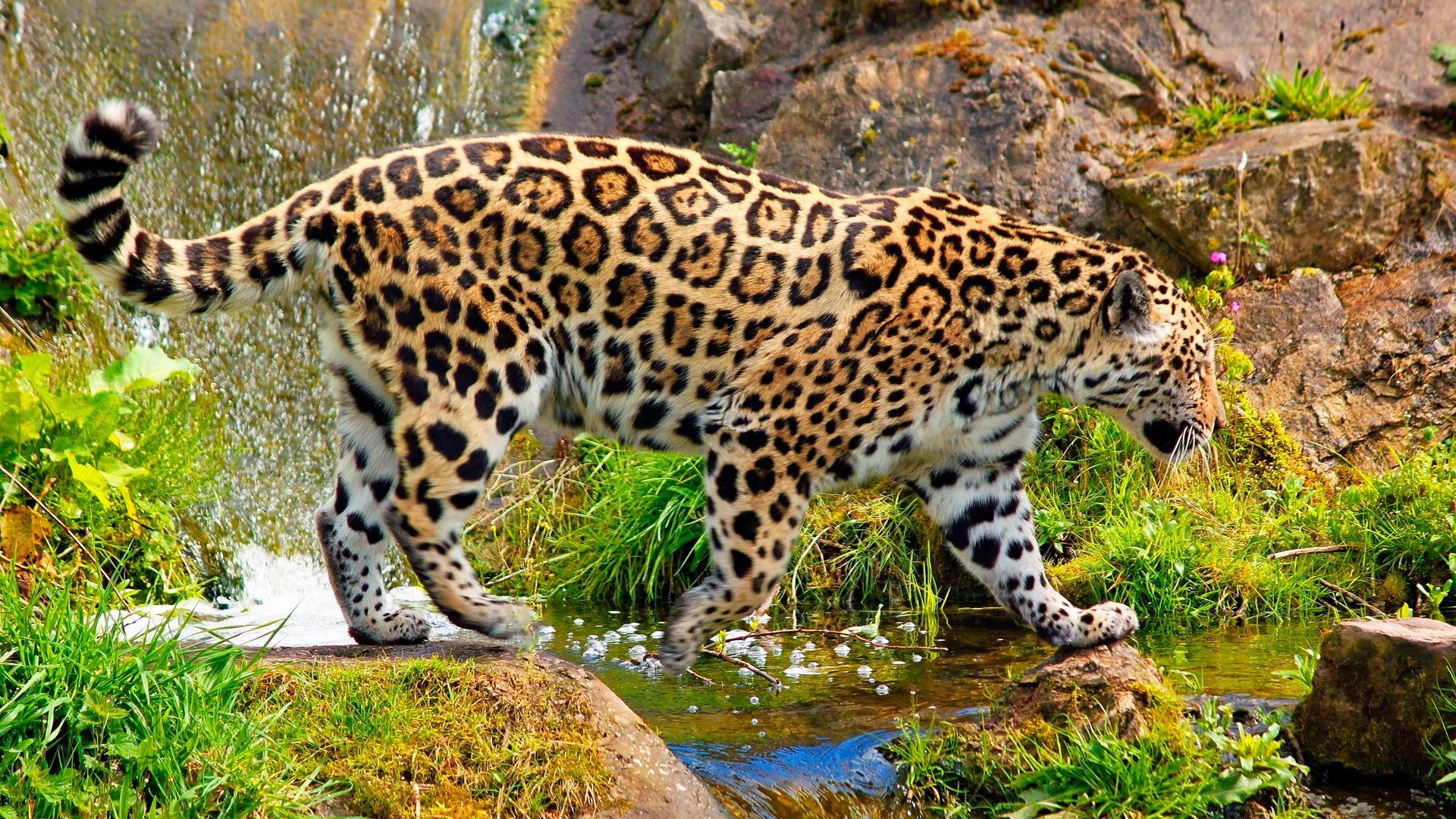 tiere tierwelt säugetier leopard katze natur tier wild raubtier zoo safari fleischesser jäger dschungel groß fell im freien gras porträt