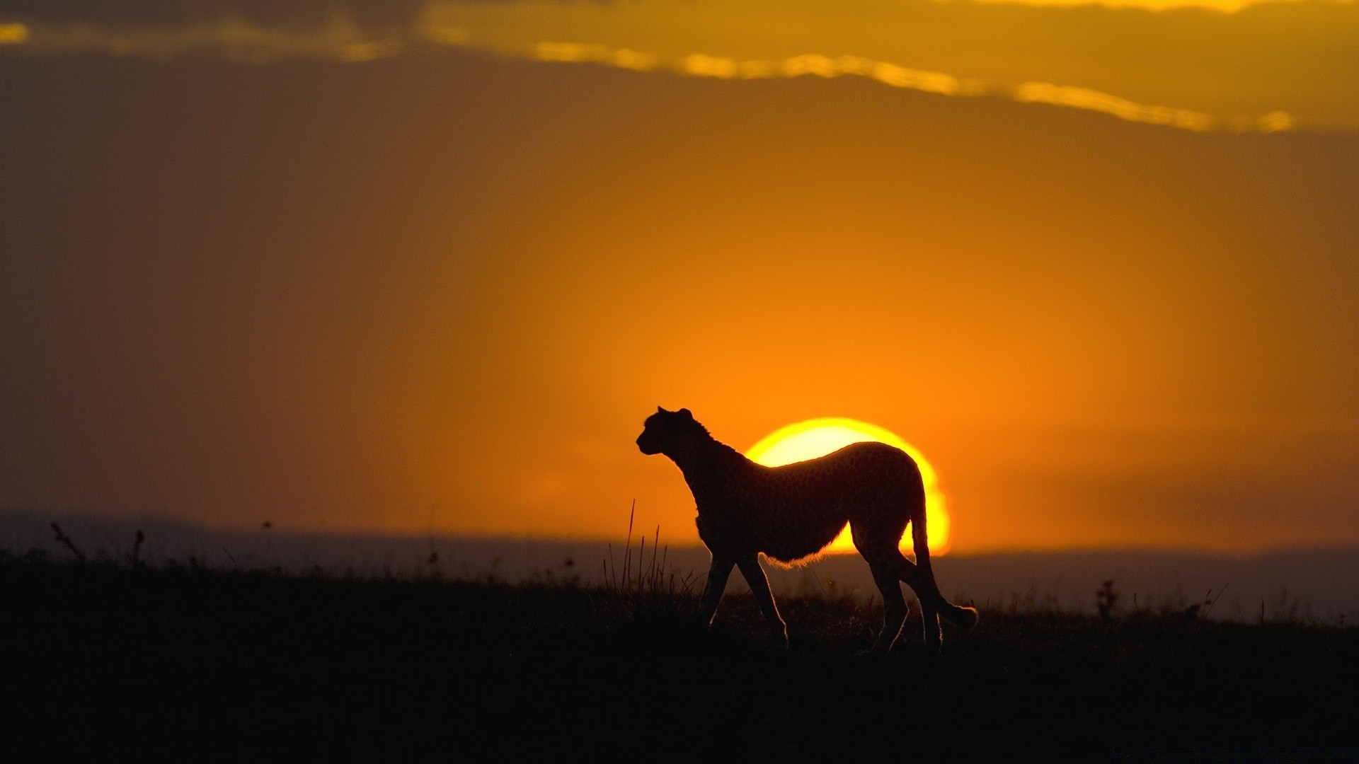 animaux coucher de soleil rétro-éclairé silhouette aube soir cavalerie soleil mammifère ciel crépuscule paysage mare