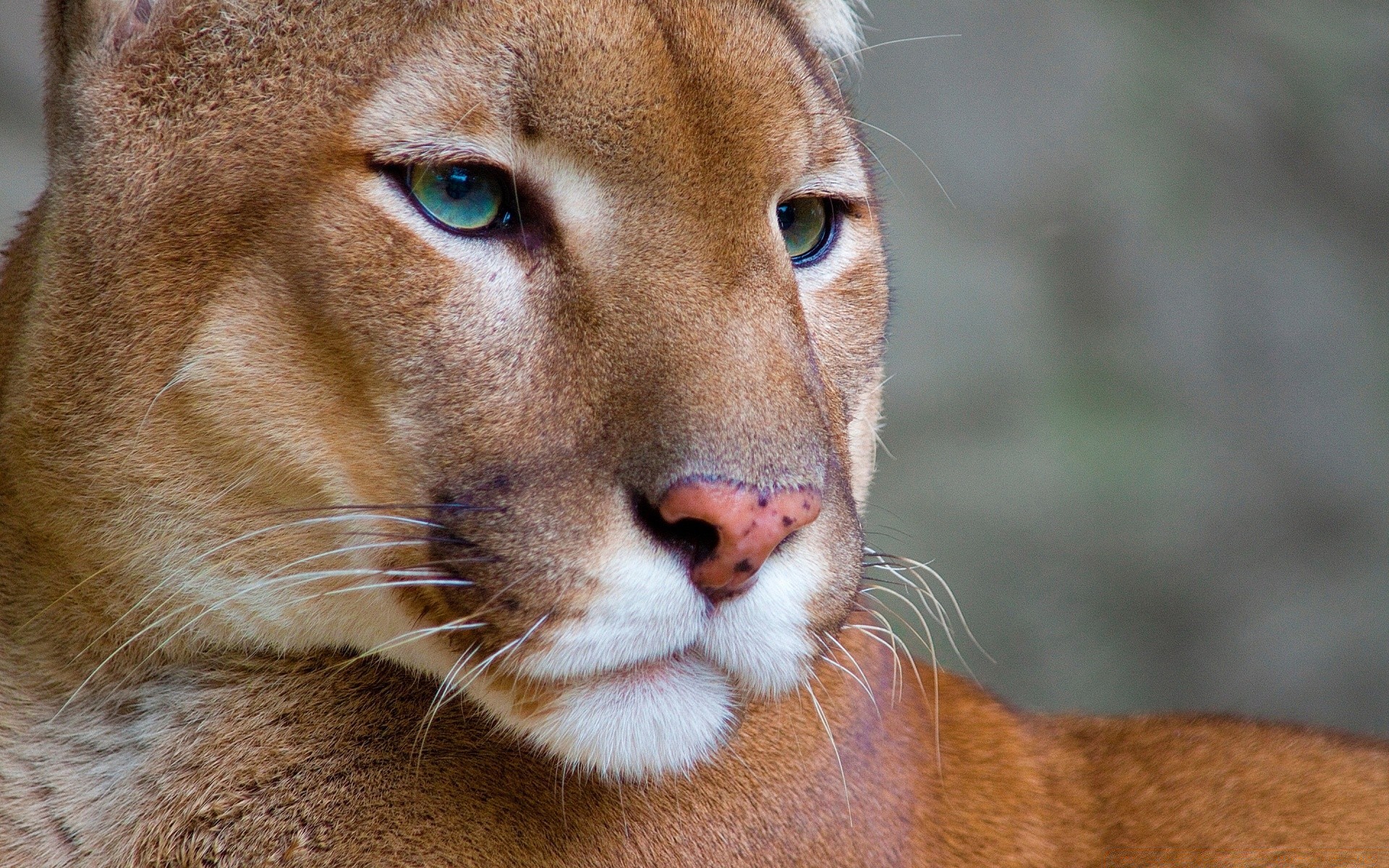 animali gatto fauna selvatica mammifero zoo ritratto leone animale predatore natura selvaggio cacciatore occhio pelliccia carino