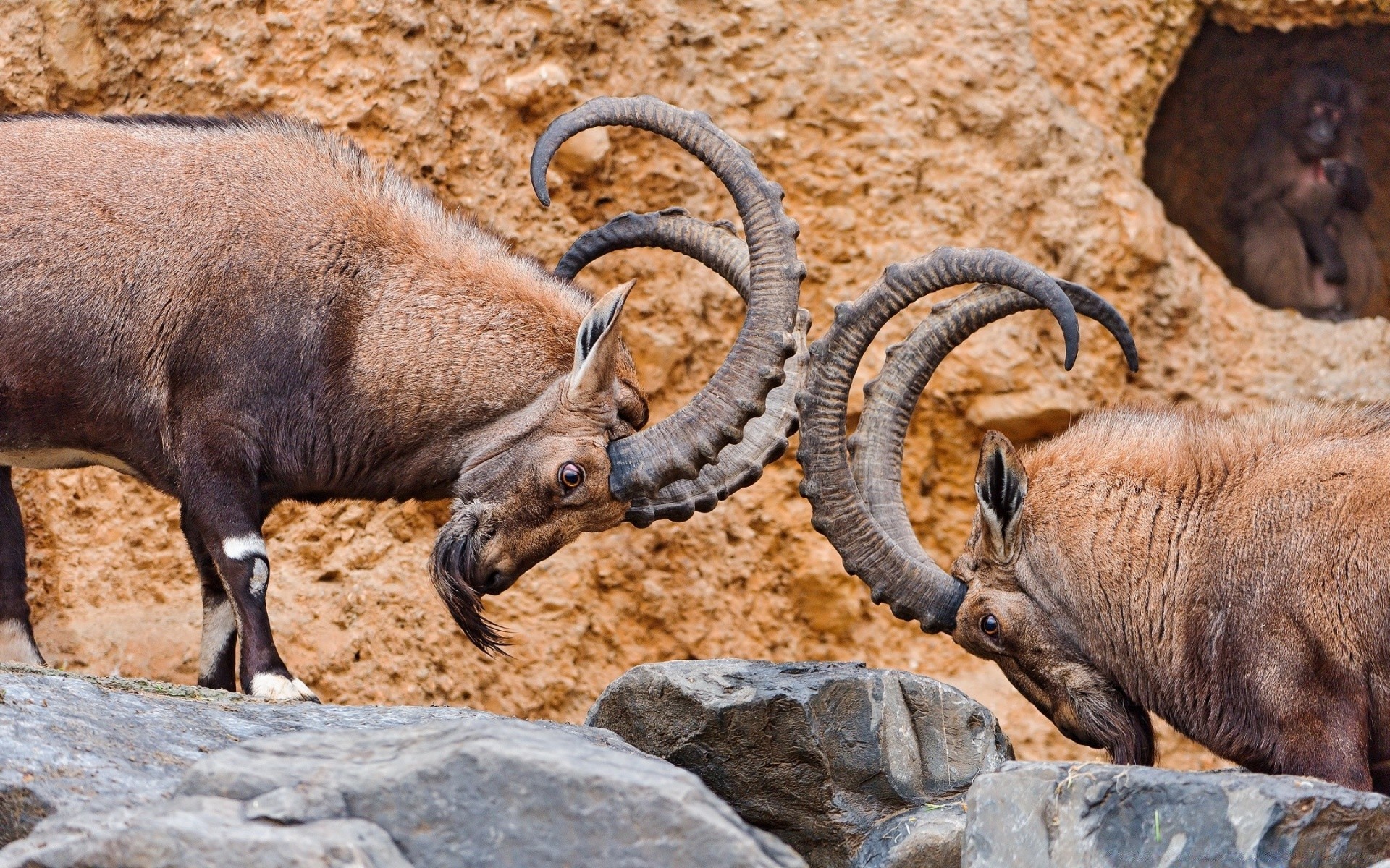 animales animal mamífero naturaleza vida silvestre salvaje cabra parque ovejas cuerno zoológico al aire libre ram