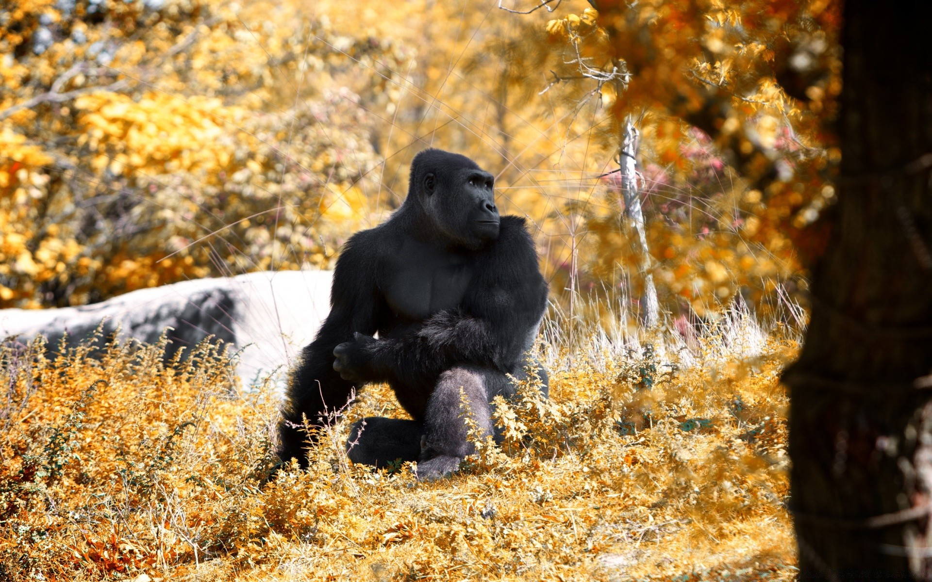 animales mamífero madera parque al aire libre vida silvestre naturaleza animal