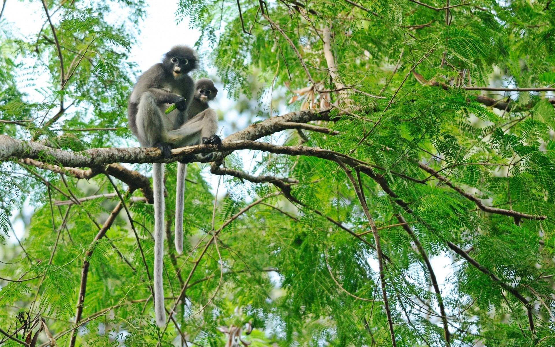 animals monkey jungle tree wood nature wild primate rainforest park wildlife leaf tropical animal environment