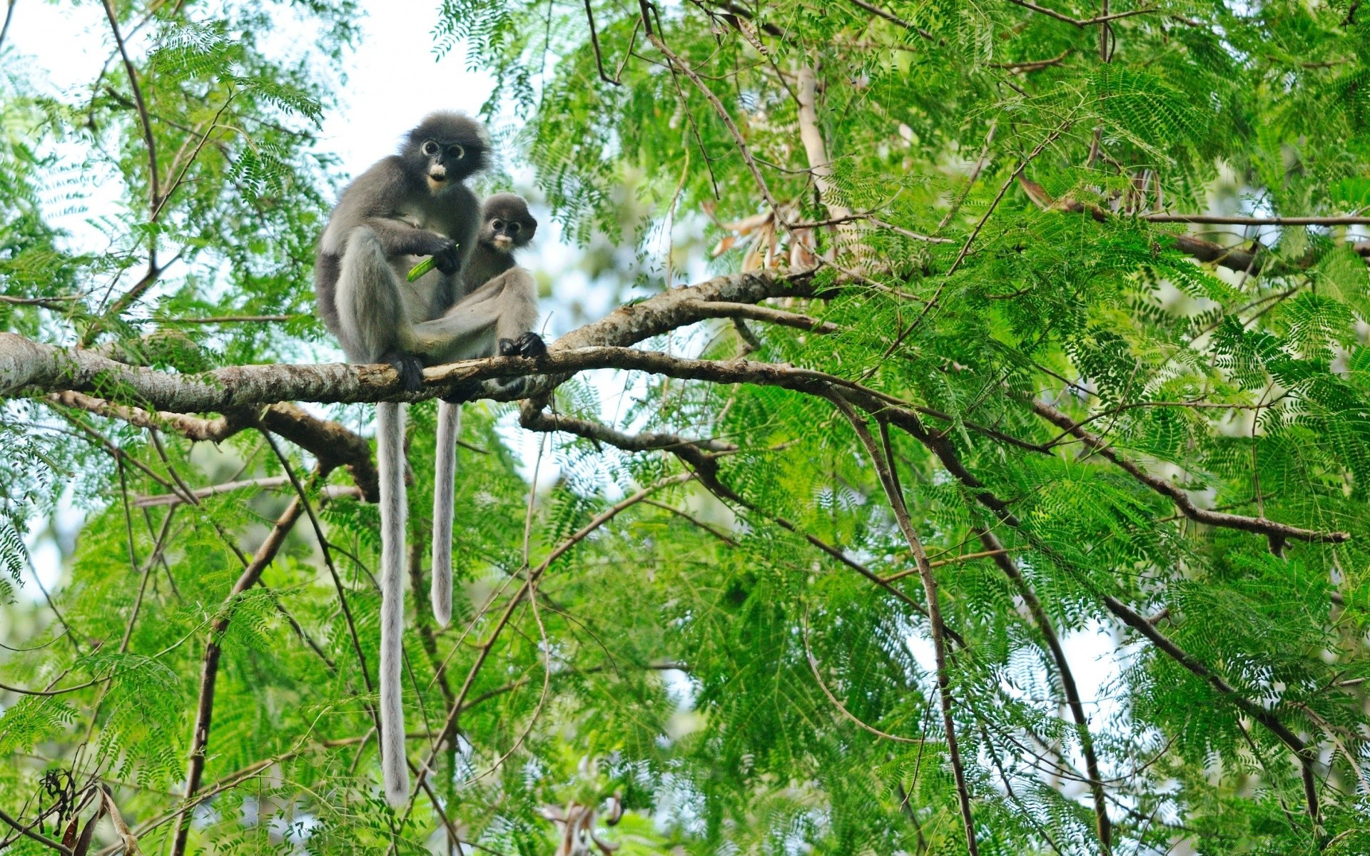 животные обезьяна джунгли дерево древесины природа дикий предстоятель тропический лес парк дикой природы лист тропический животное среды