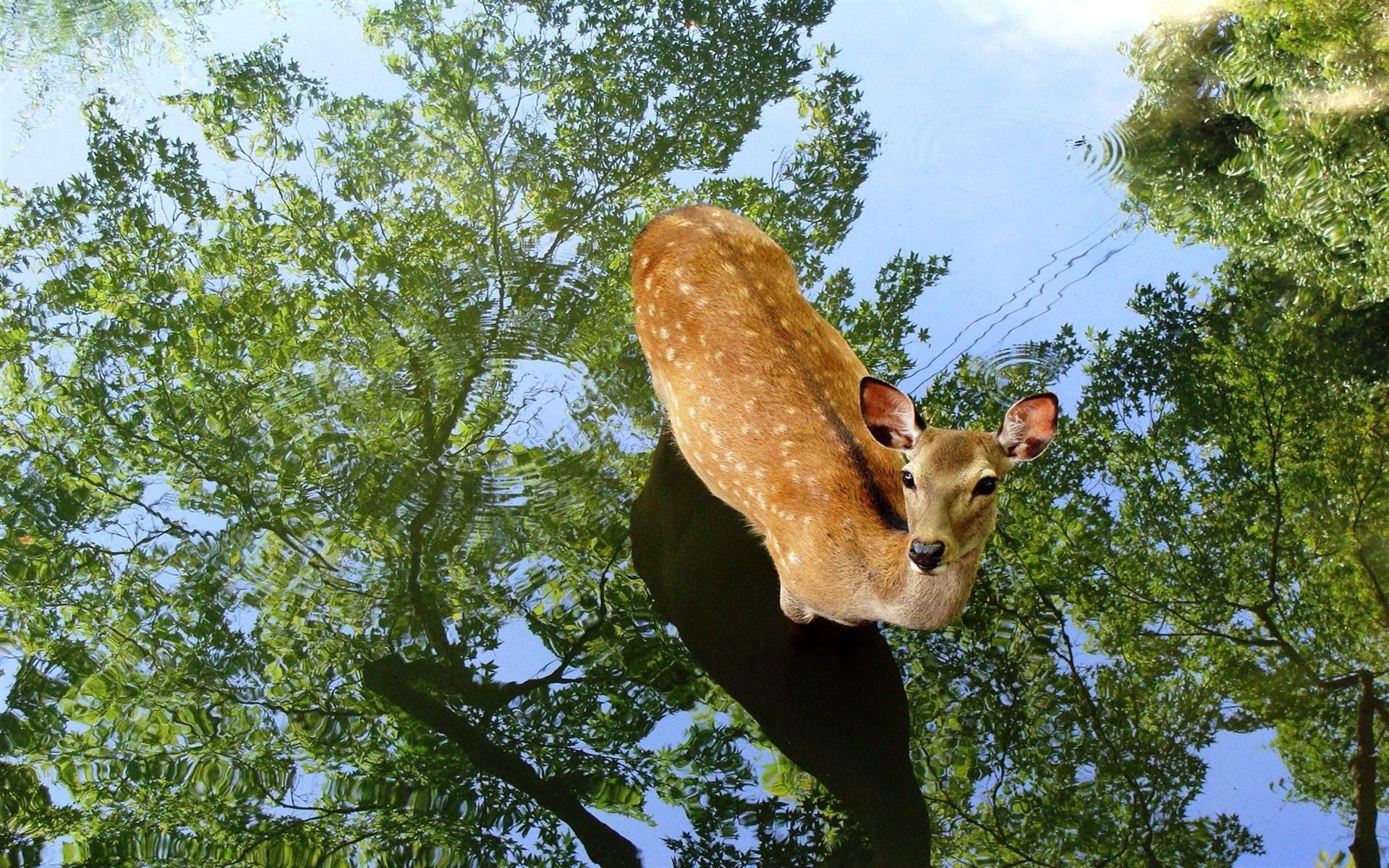 animales naturaleza madera al aire libre madera parque medio ambiente verano salvaje