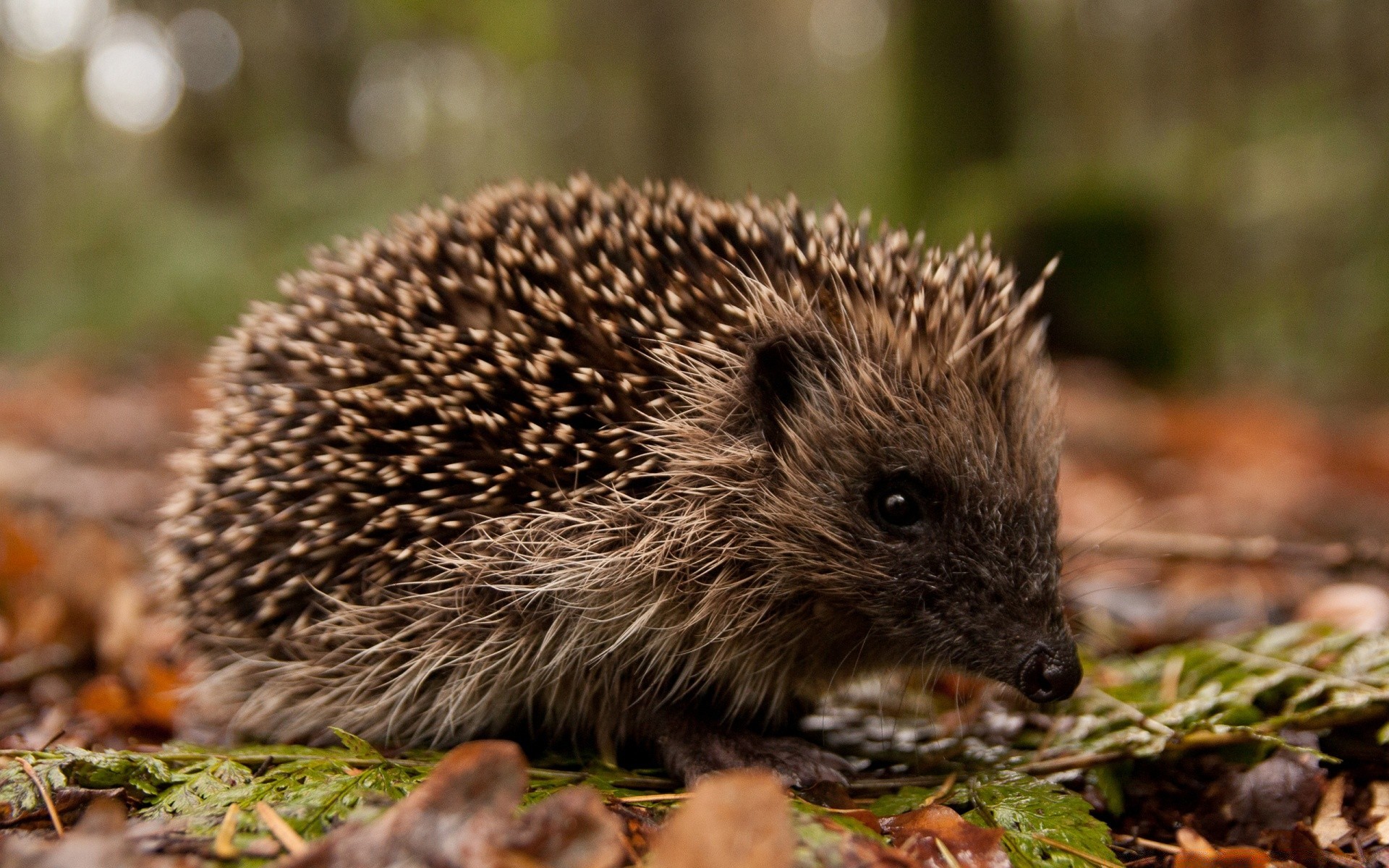 animals mammal nature wildlife outdoors rodent cute wood grass animal wild little sharp