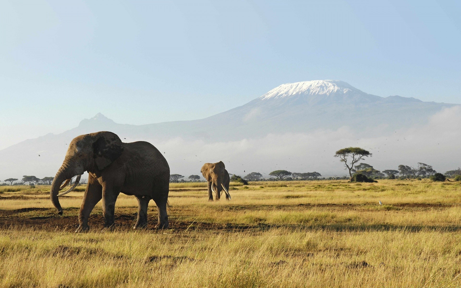 animais mamífero pastagem paisagem vida selvagem viajar ao ar livre grama elefante natureza céu safari animal campo