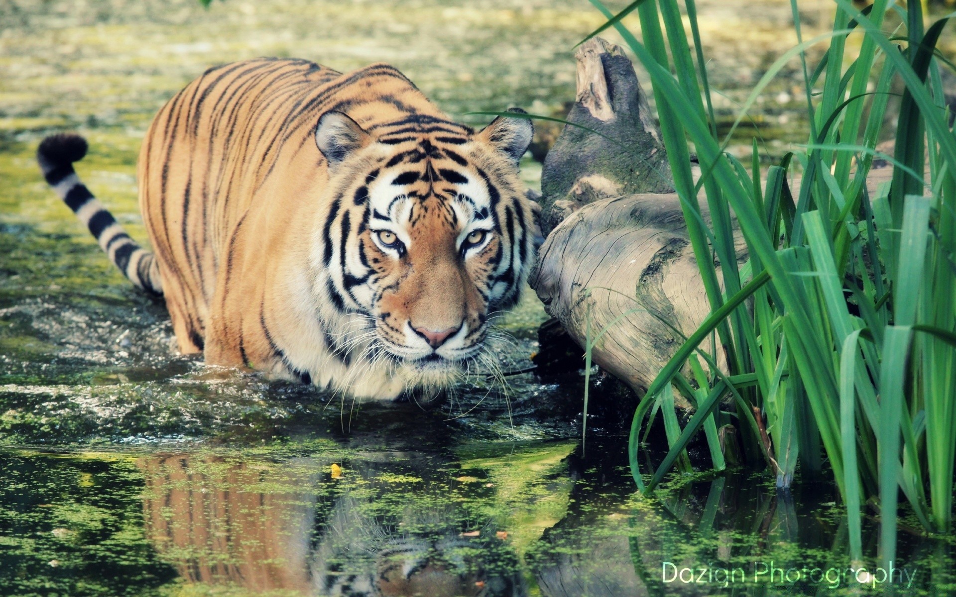 животные дикой природы животное млекопитающее природа дикий тигр кошка джунгли сафари большой зоопарк трава опасность хищник охотник