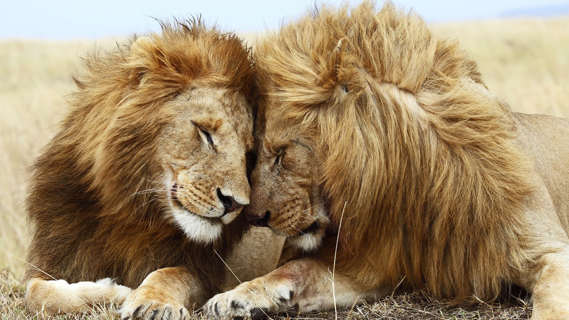 animales mamífero gato piel animal vida silvestre león retrato salvaje naturaleza grande depredador carnívoro zoológico mane safari pelo