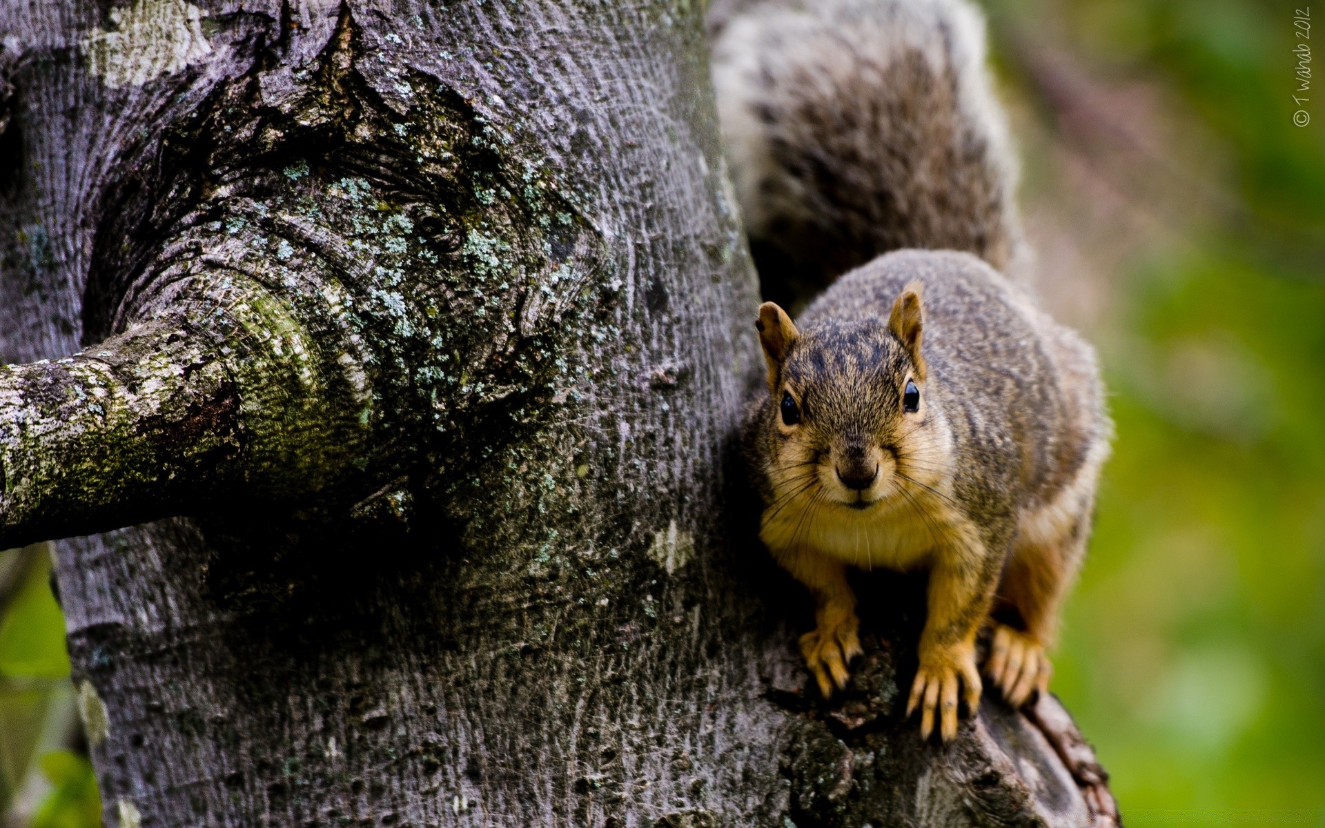 animals tree squirrel wood nature wildlife mammal rodent outdoors wild cute animal park fur tail curious