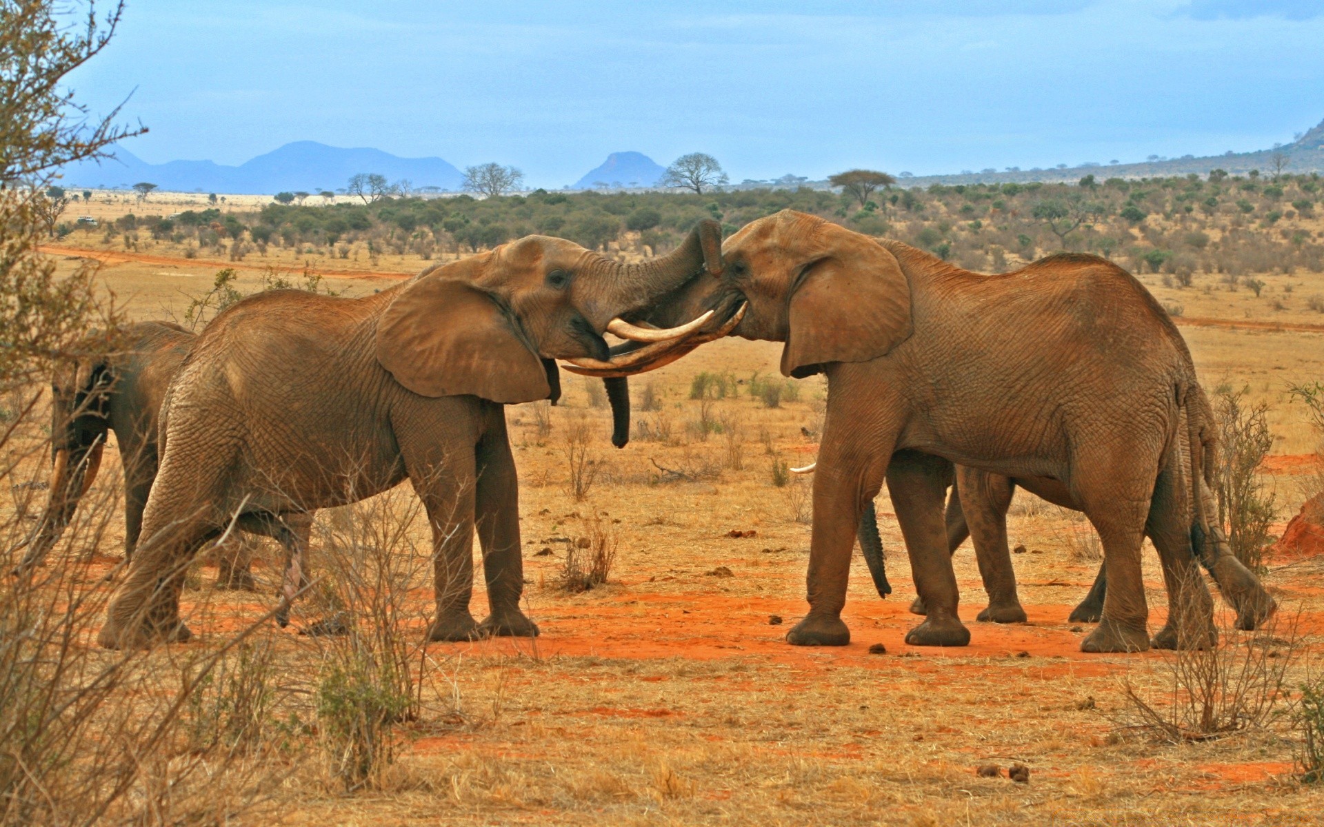 animais mamífero elefante vida selvagem safari elefante africano animal rebanho savana selvagem tronco gato pastagem nacional natureza arbusto grama parque viagens