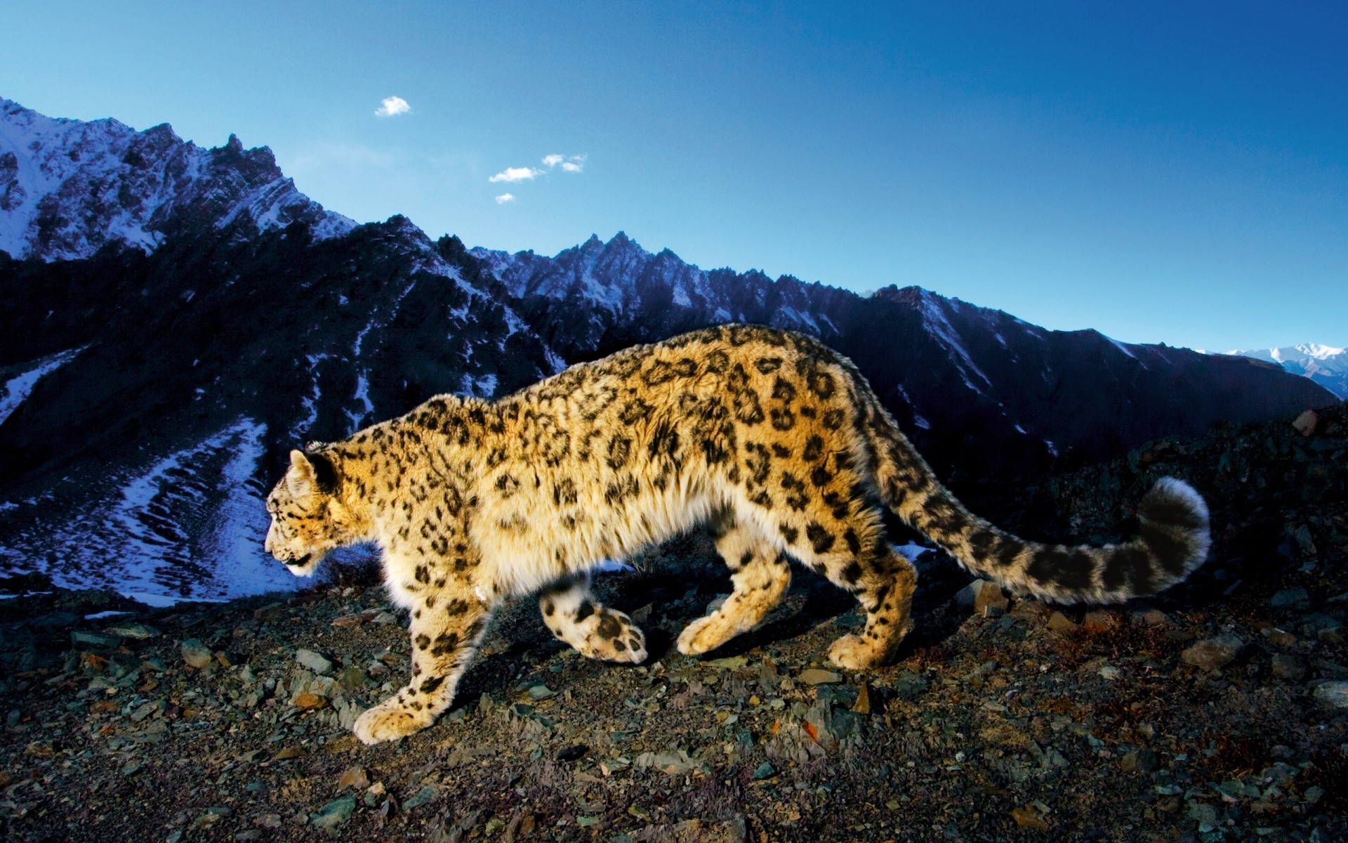 animais vida selvagem natureza ao ar livre mamífero viagens gato luz do dia animal