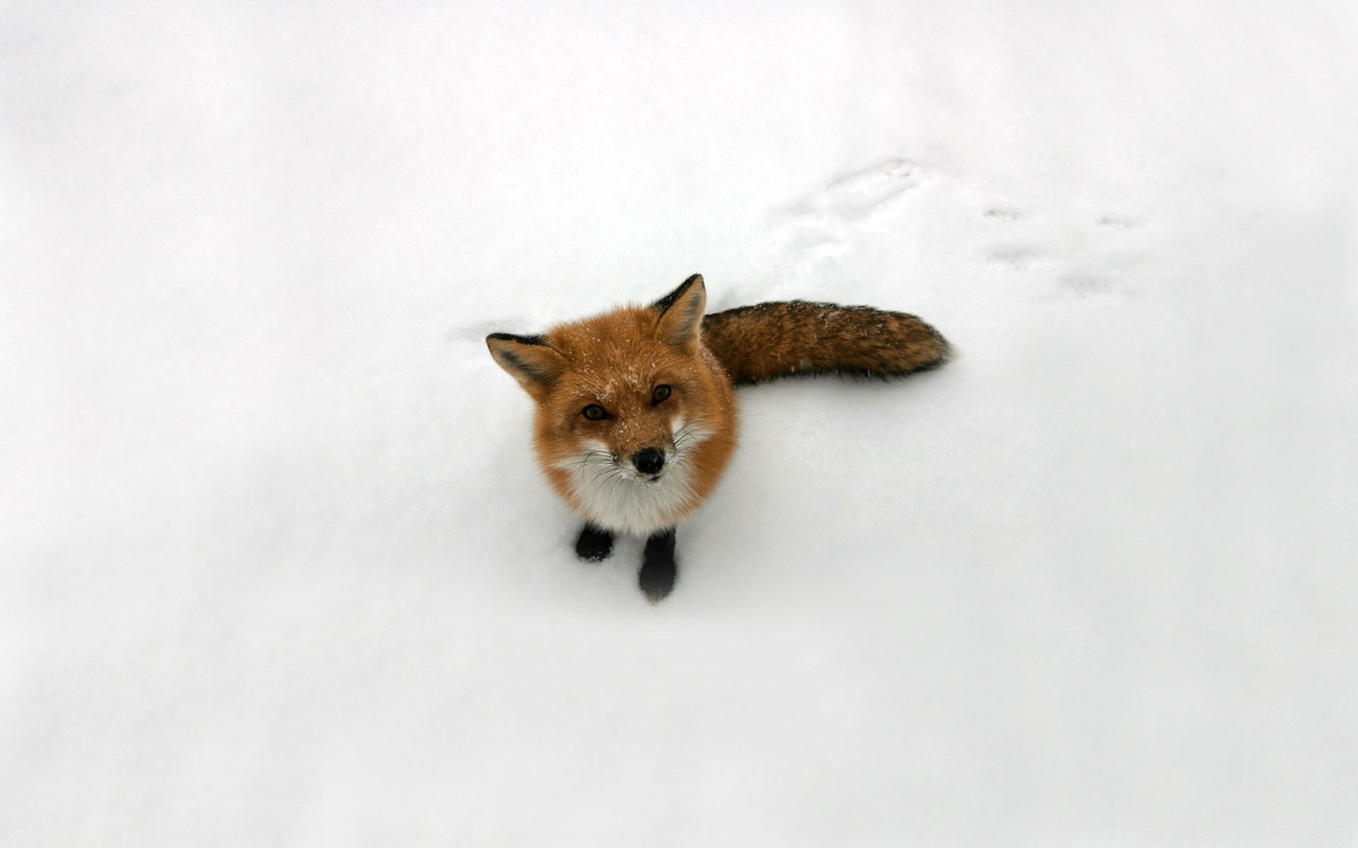 animaux mammifère mignon unique animal chat portrait neige petit animal de compagnie hiver fourrure chien