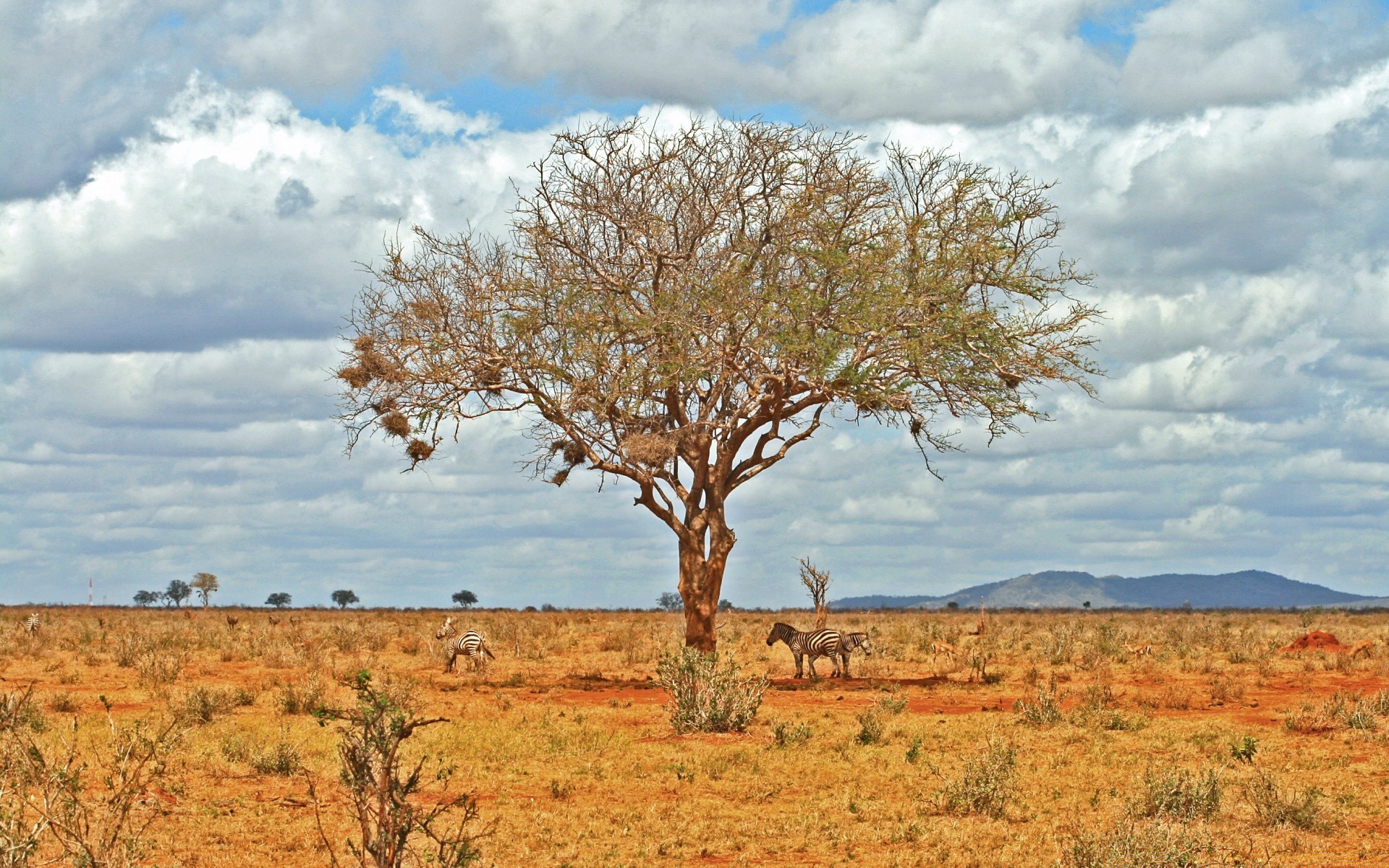 animals landscape tree nature sky outdoors scenic environment dry travel rural park sight flora scenery fair weather field horizon alone grass