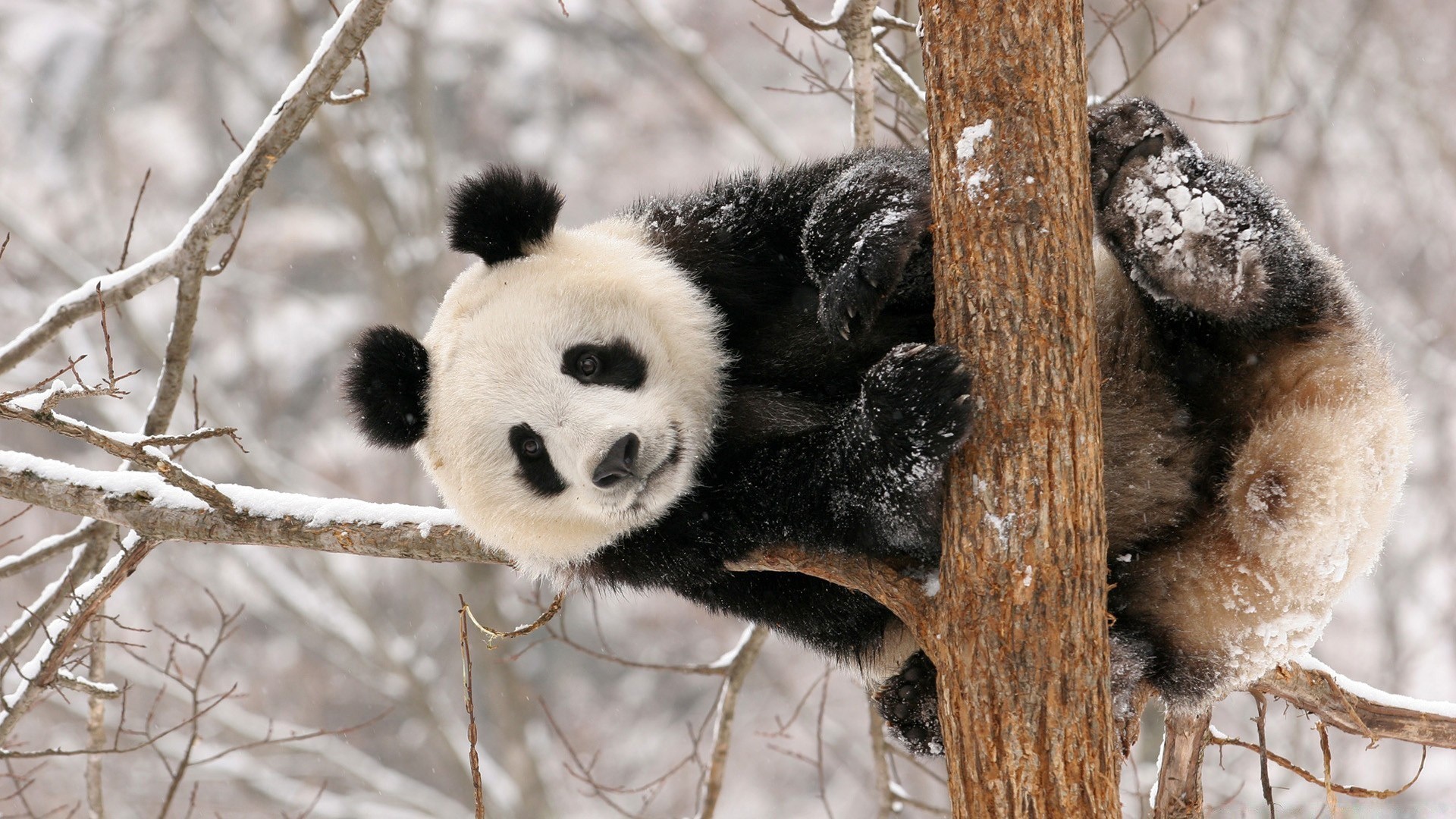 animals winter tree nature wildlife animal snow mammal wood outdoors cold wild frost cute frosty fur