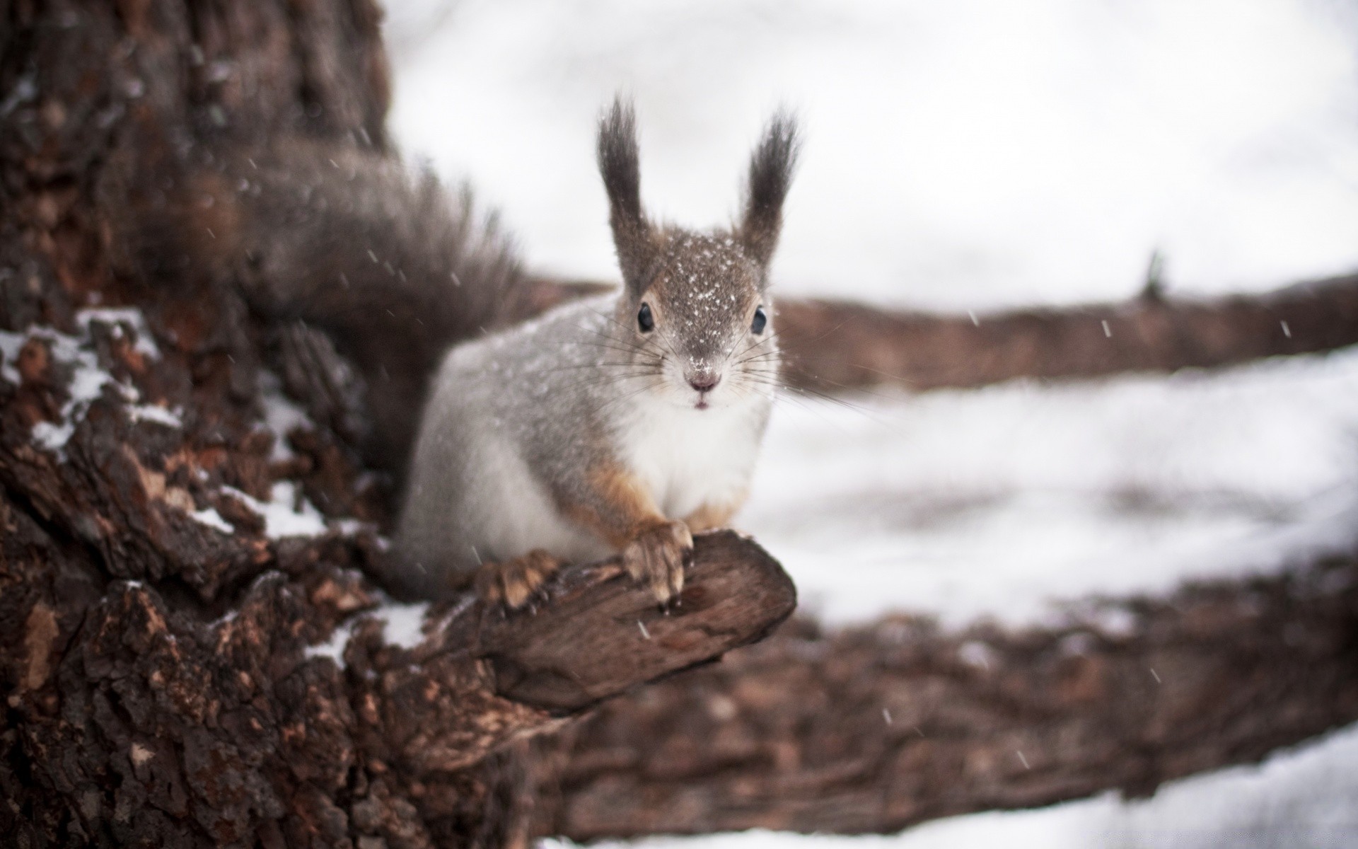 animales vida silvestre ardilla al aire libre naturaleza mamífero roedor lindo madera nieve invierno solo árbol retrato pelaje