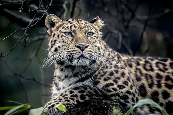 Veja a graça do leopardo