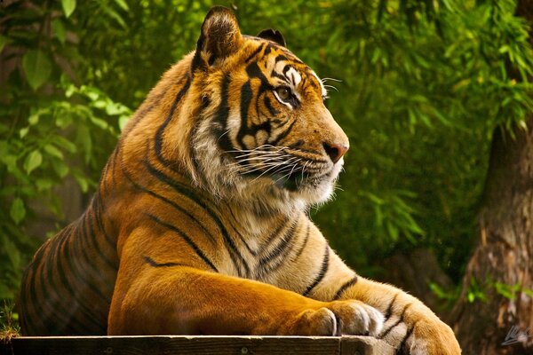 Gato grande en la naturaleza