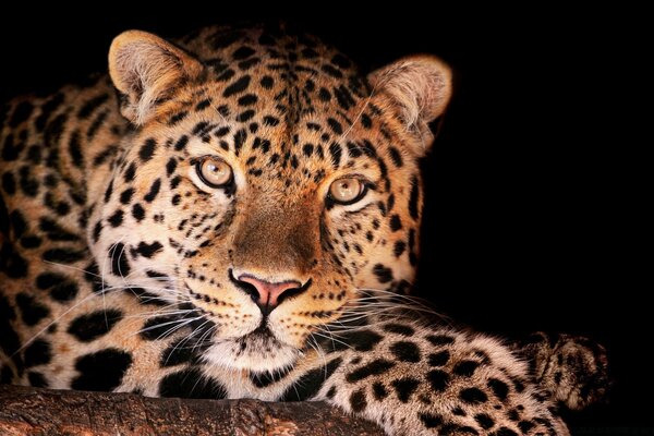 Leopardo posando para uma boa foto