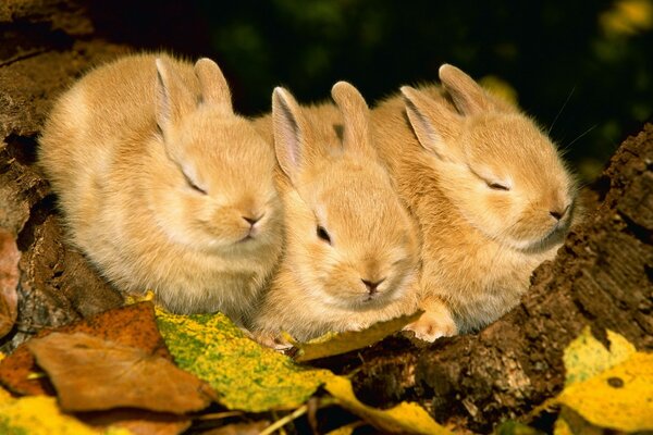 Niedliche goldene Kaninchen