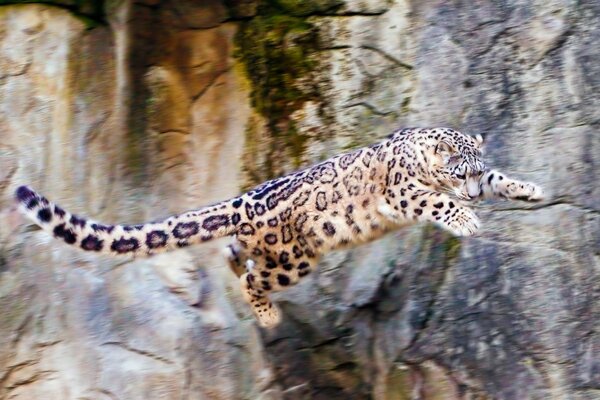 Salto mortal do leopardo da neve