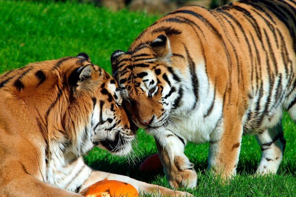 Gatos en la naturaleza