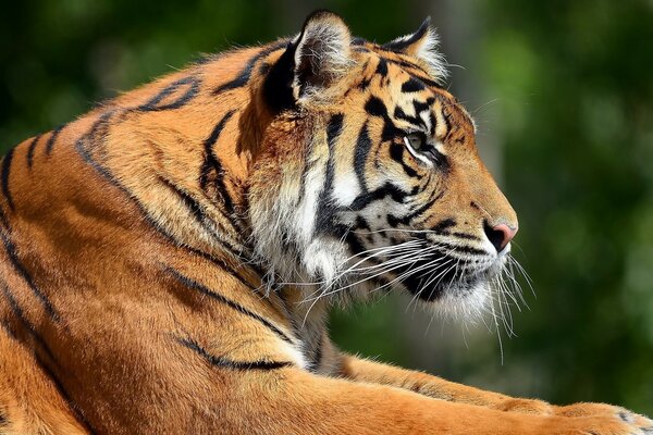 A strong tiger at rest