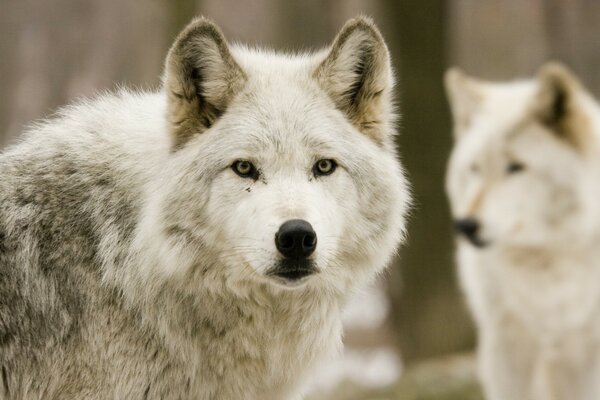 Two wolves in thought