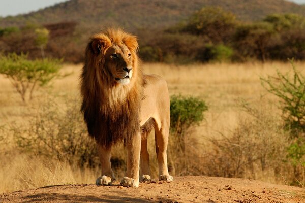 Hermoso León en la naturaleza