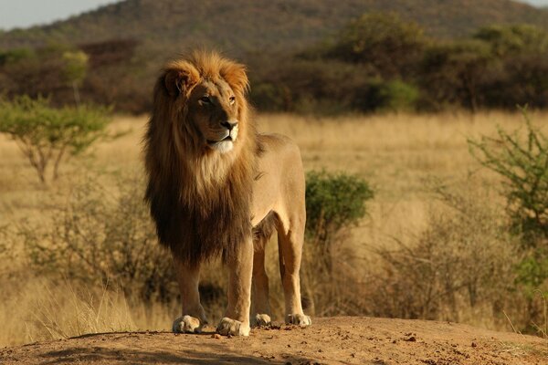 Un León en un arirod salvaje. Animales