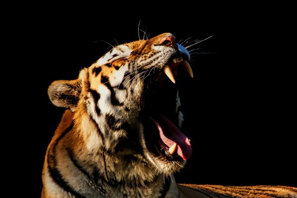 Tigre avec bouche ouverte sur fond sombre