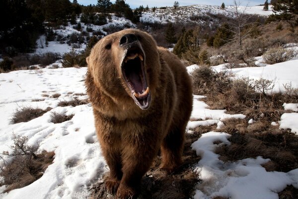 El rugido de un oso en la naturaleza invernal