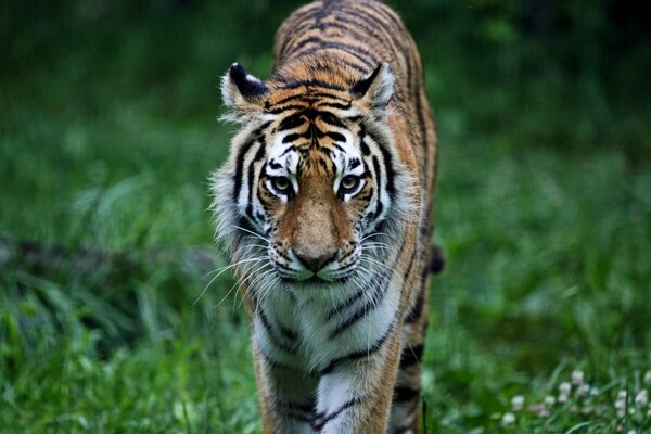 Gato de rayas salvajes en la naturaleza