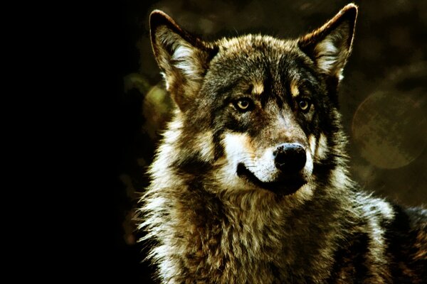 Hermosa foto de lobo salvaje