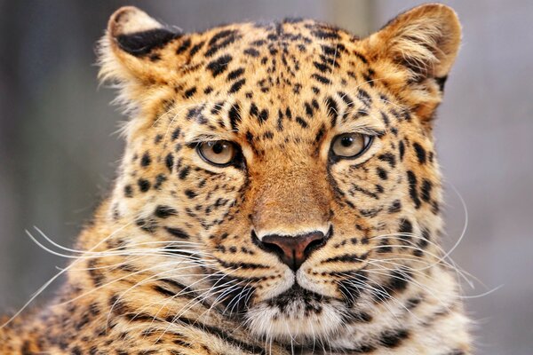 Un felino en la naturaleza observa