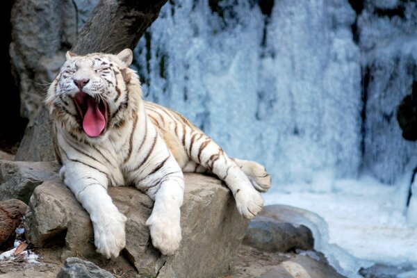 Tigre branco na natureza